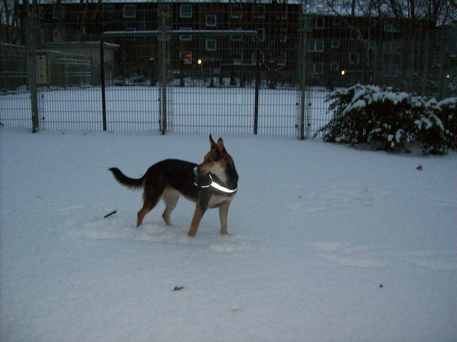 Shari033.jpg
