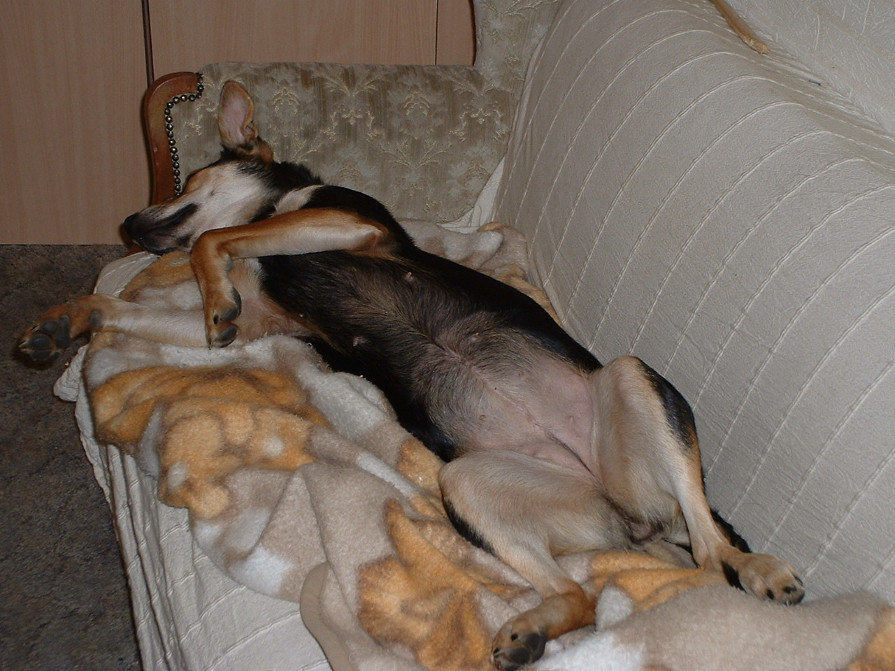 Shari071.jpg