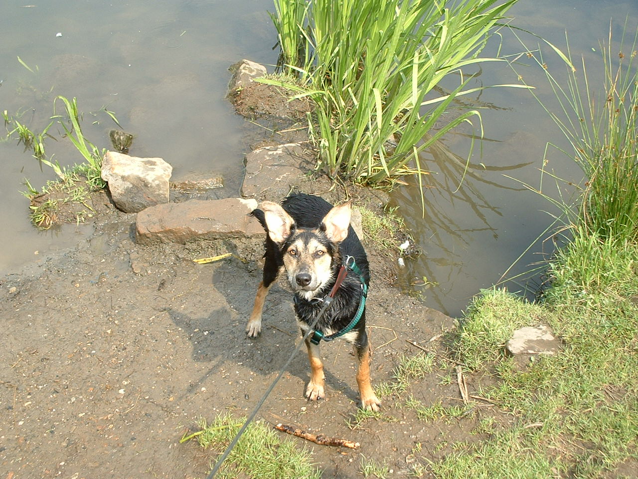 Shari078.jpg