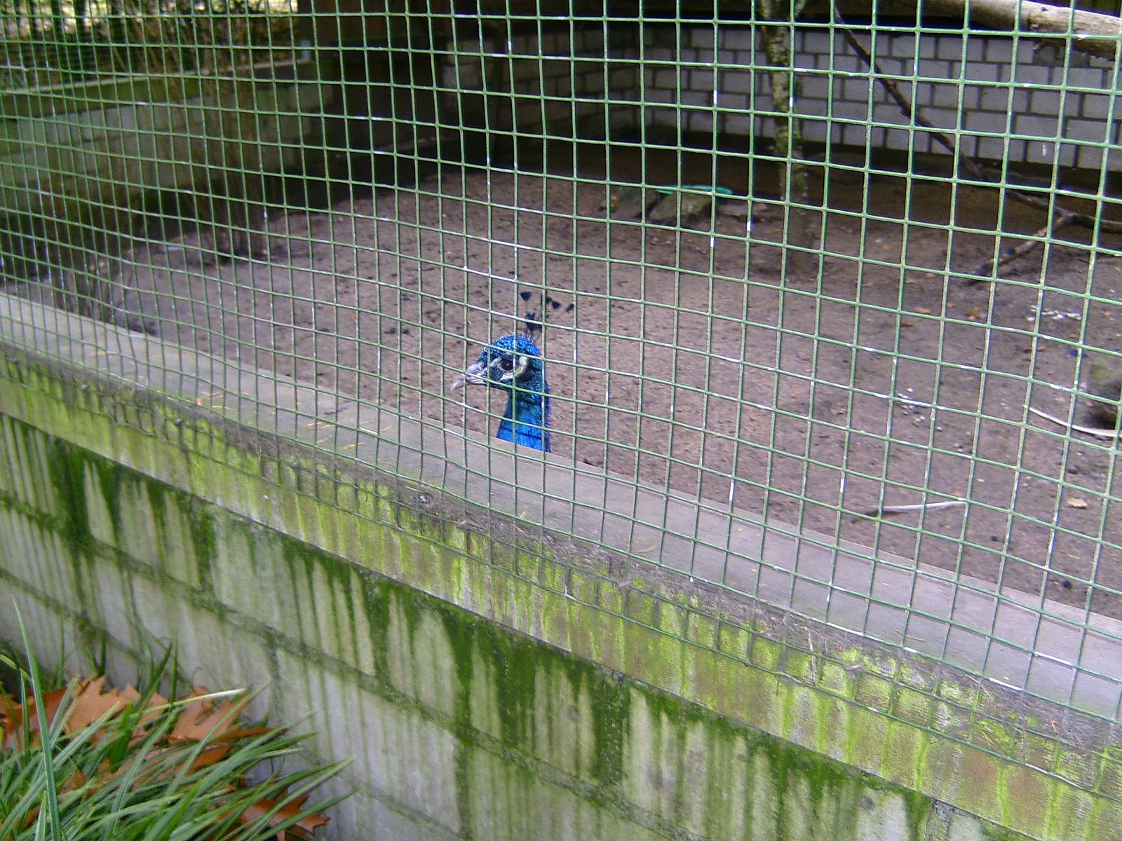 Frankenhof018.jpg