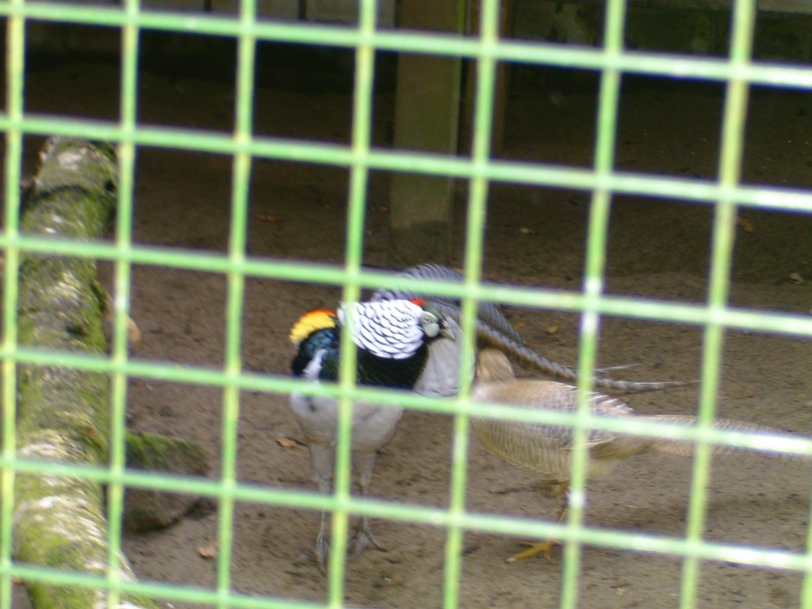 Frankenhof022.jpg