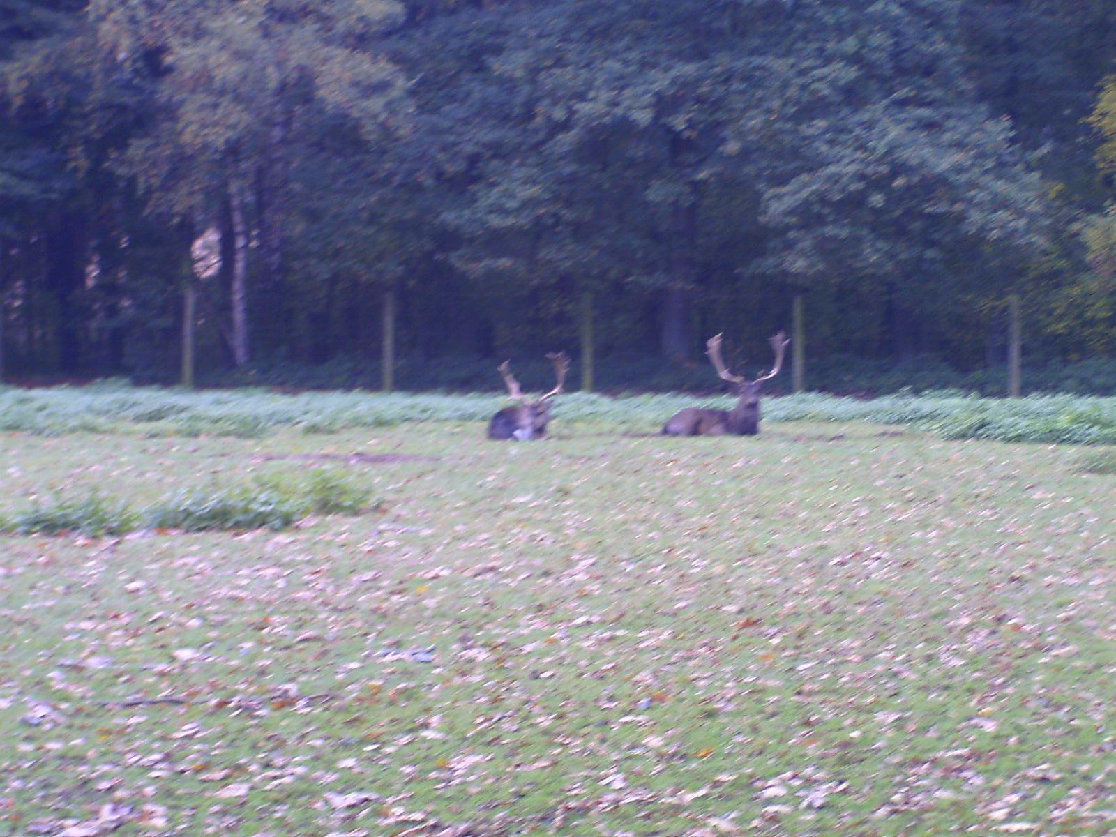 Frankenhof028.jpg