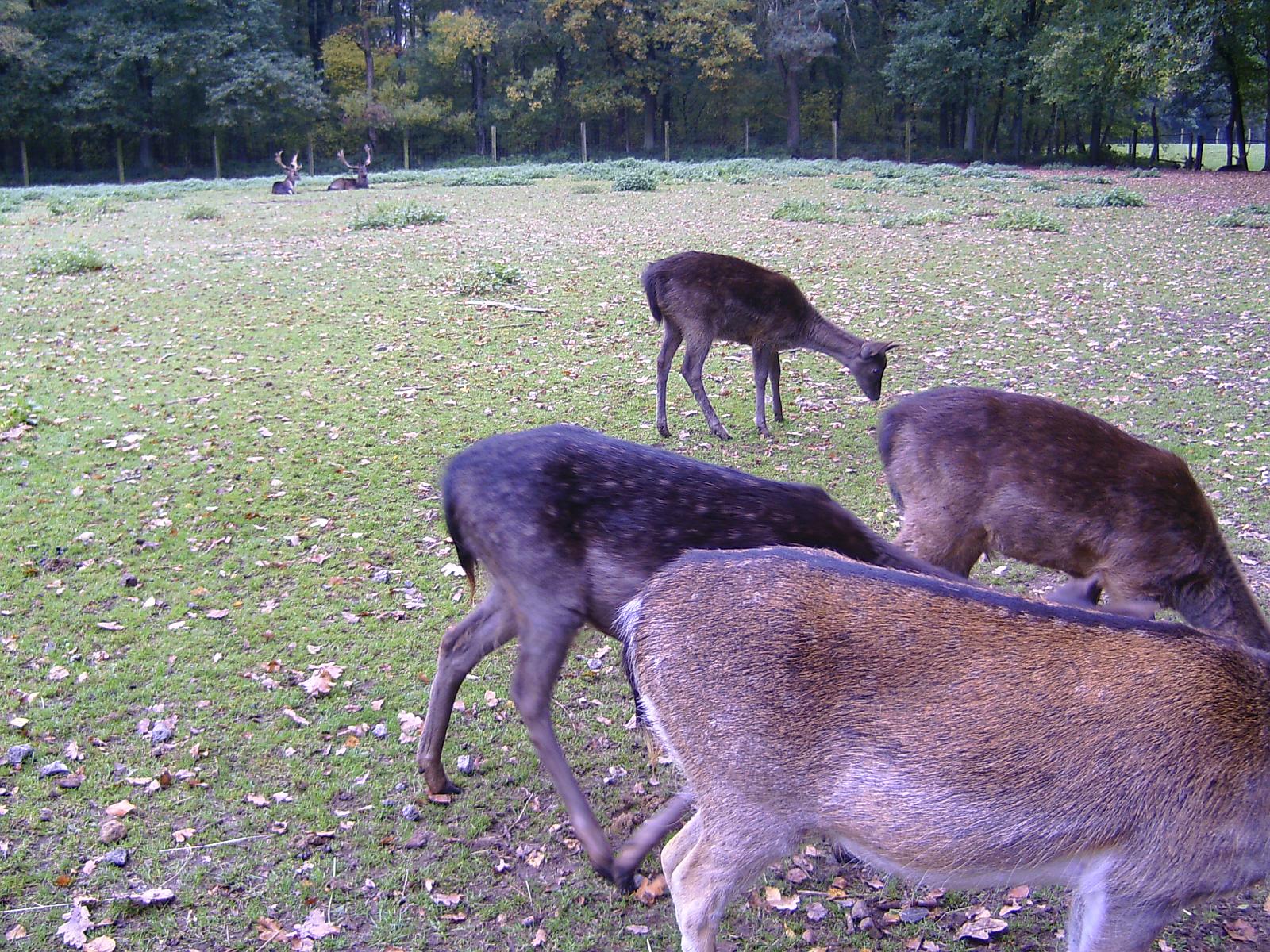Frankenhof029.jpg