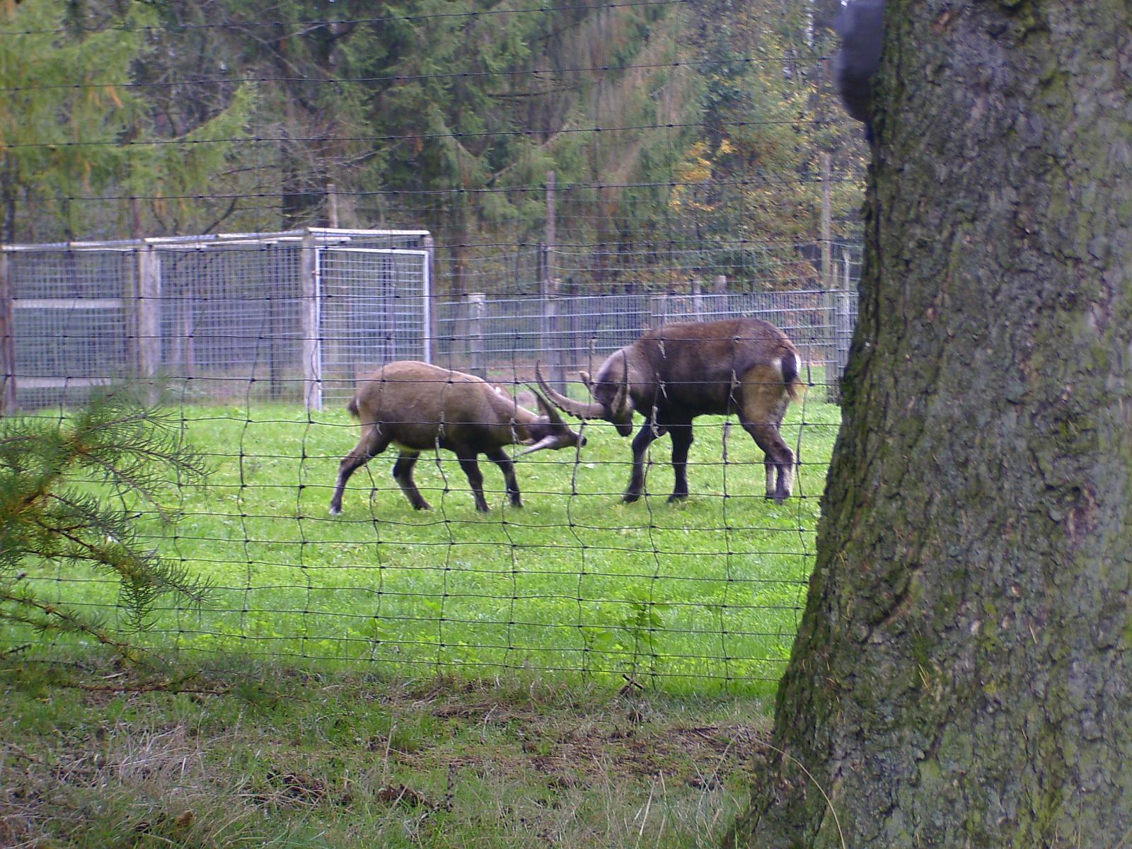Frankenhof040.jpg