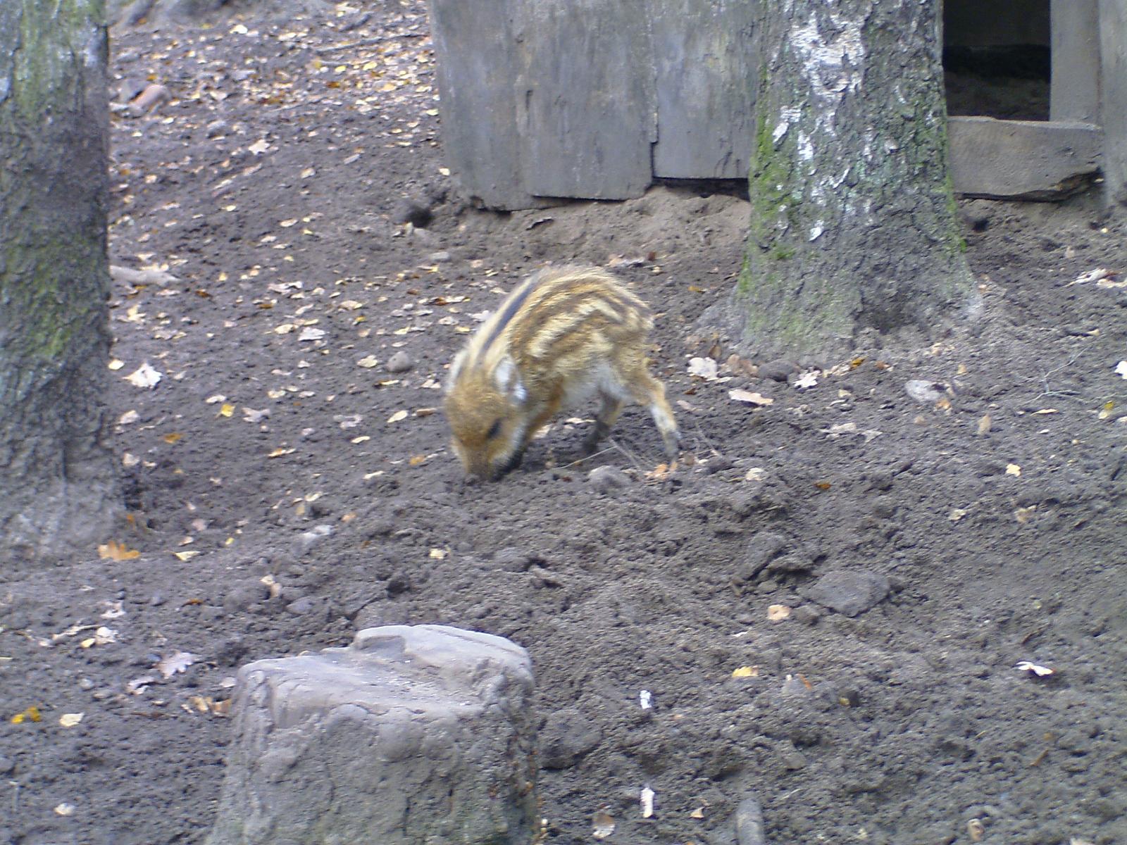 Frankenhof042.jpg