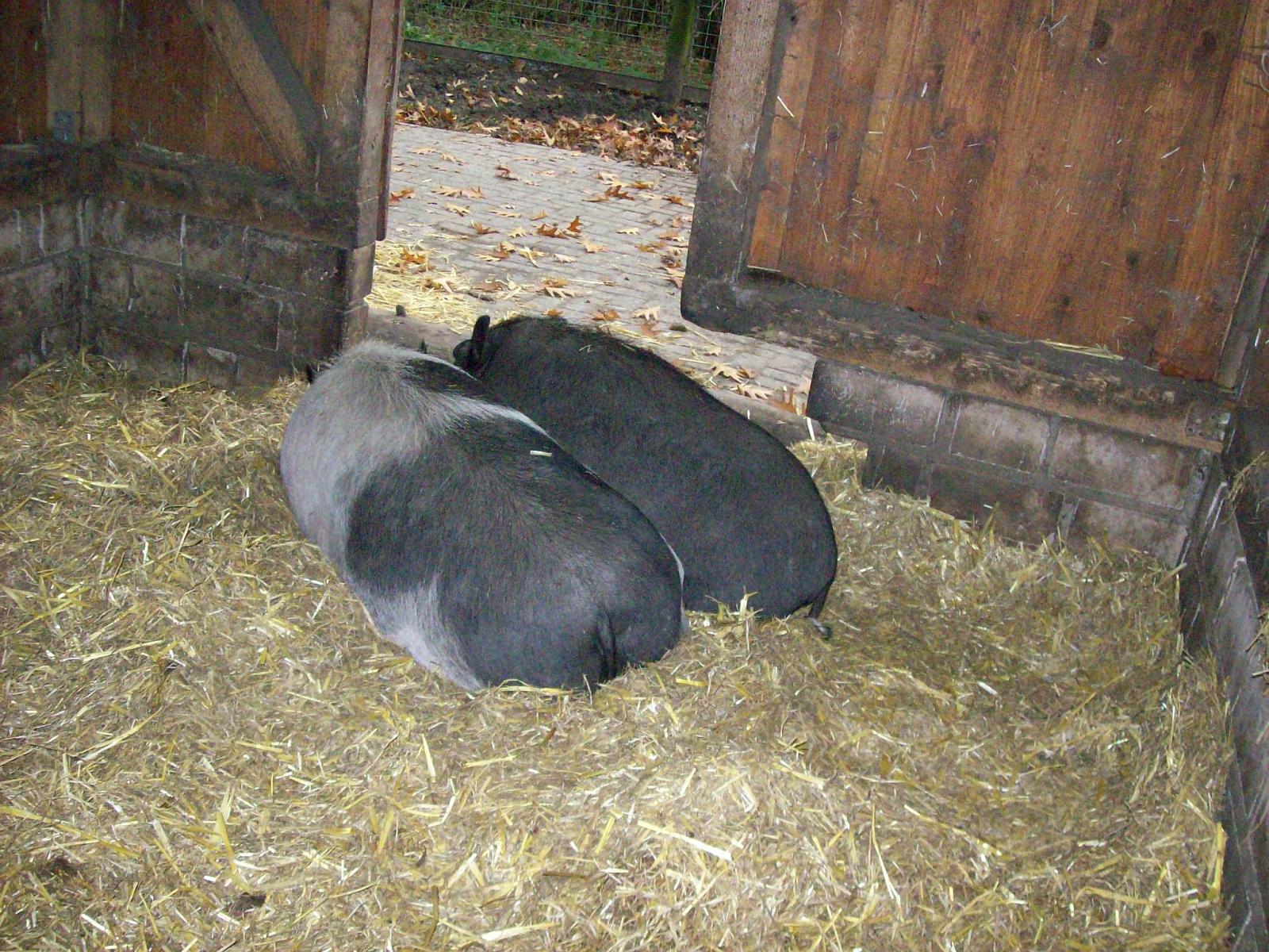 Frankenhof075.jpg