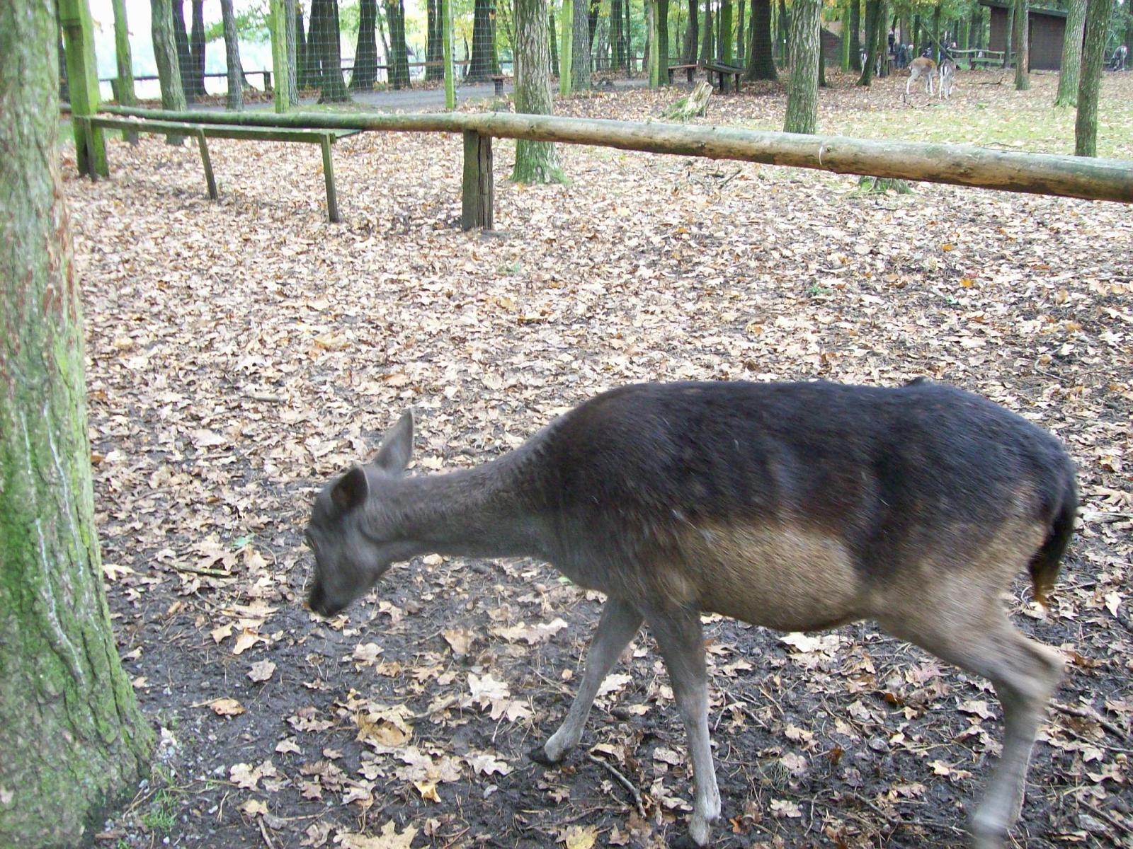 Frankenhof113.jpg