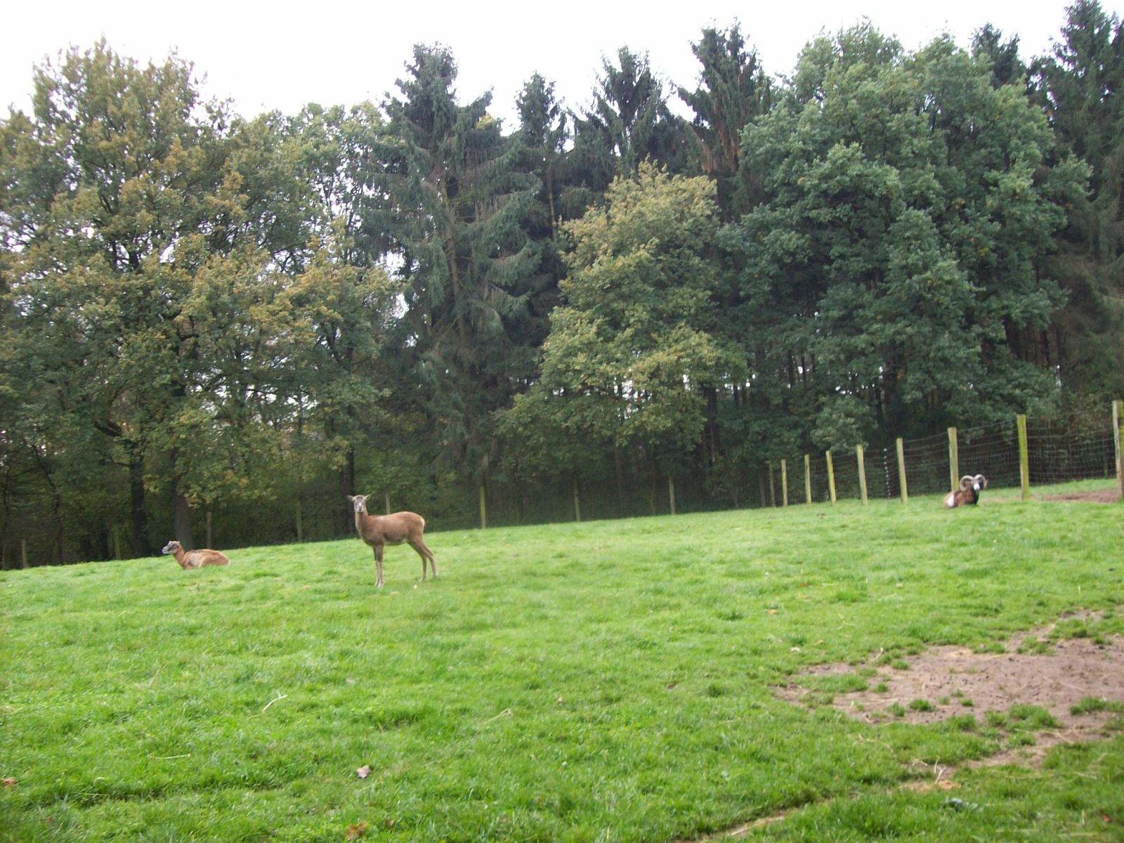Frankenhof117.jpg