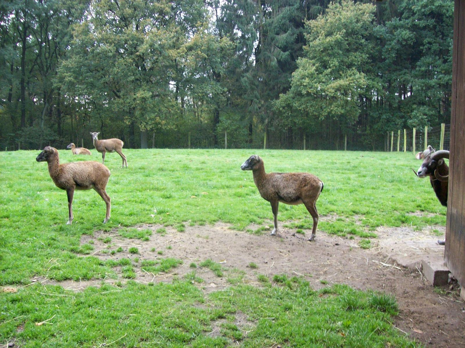 Frankenhof119.jpg