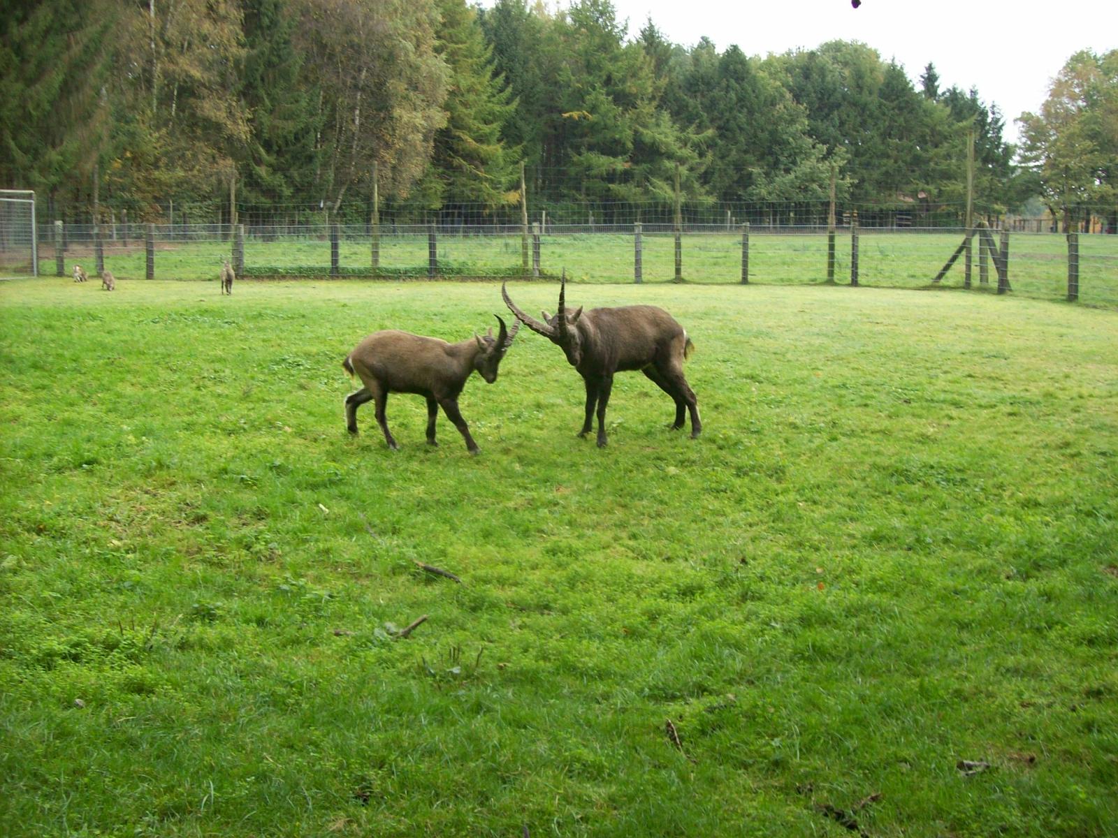 Frankenhof121.jpg
