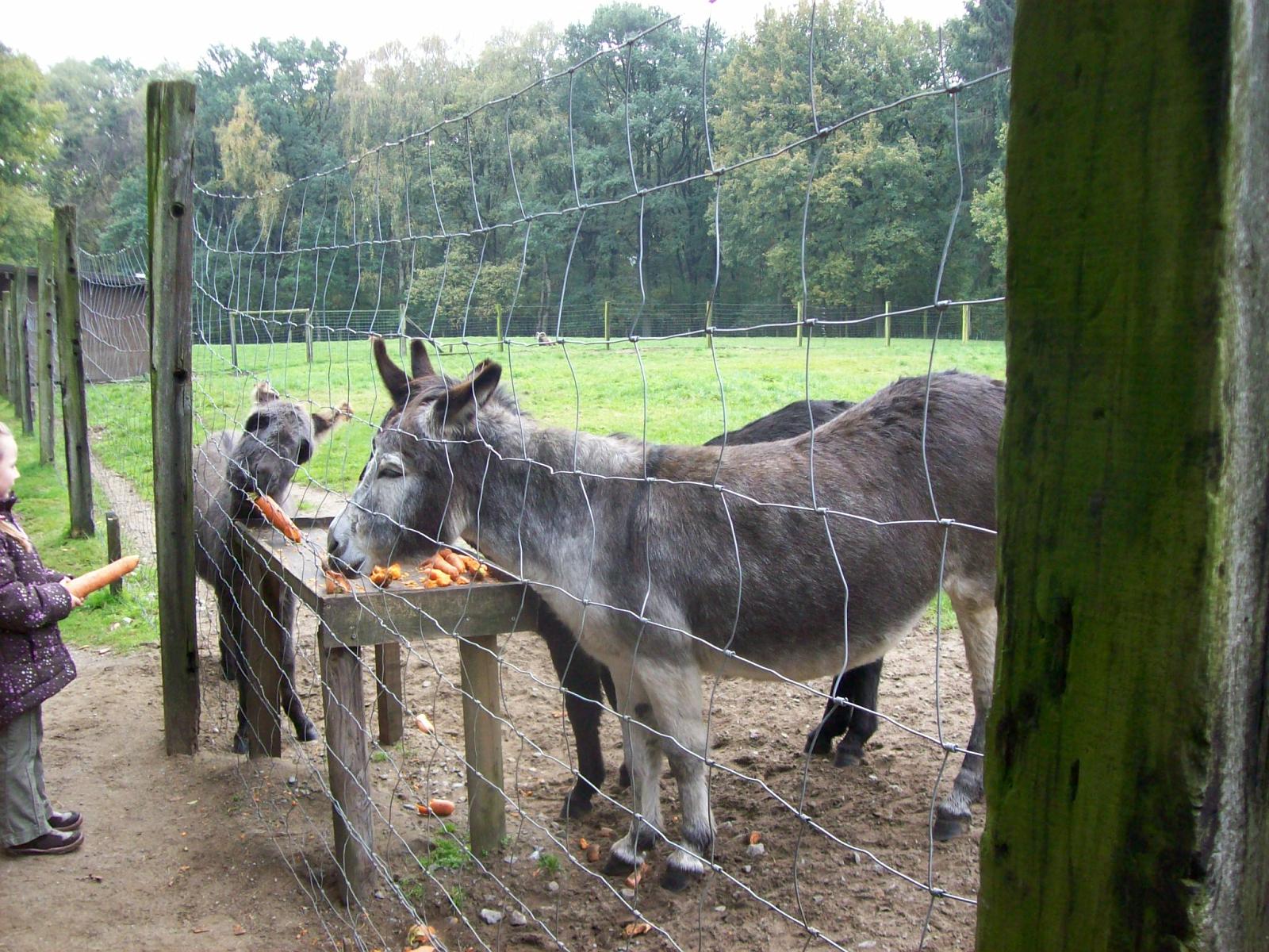 Frankenhof126.jpg
