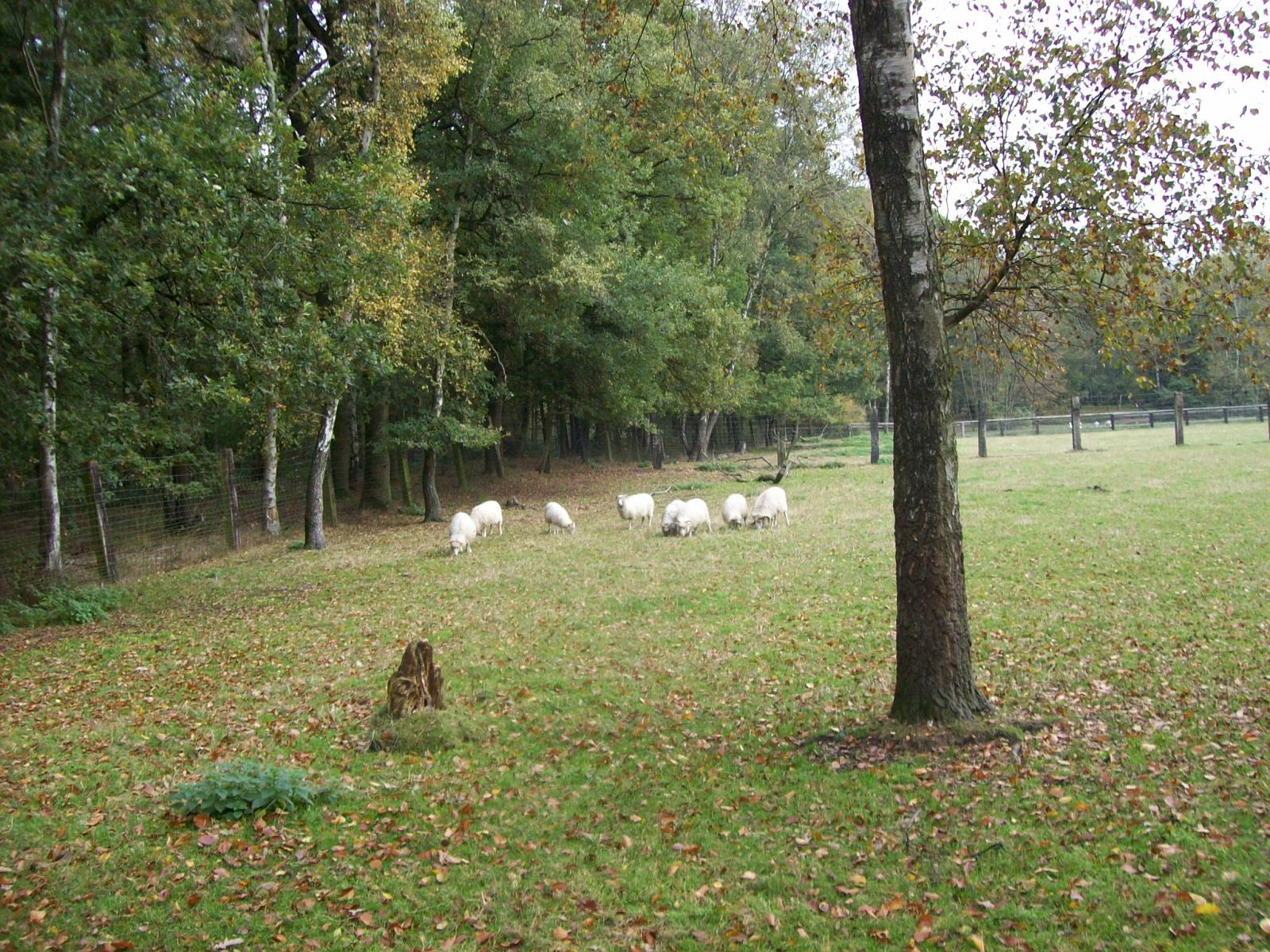 Frankenhof134.jpg