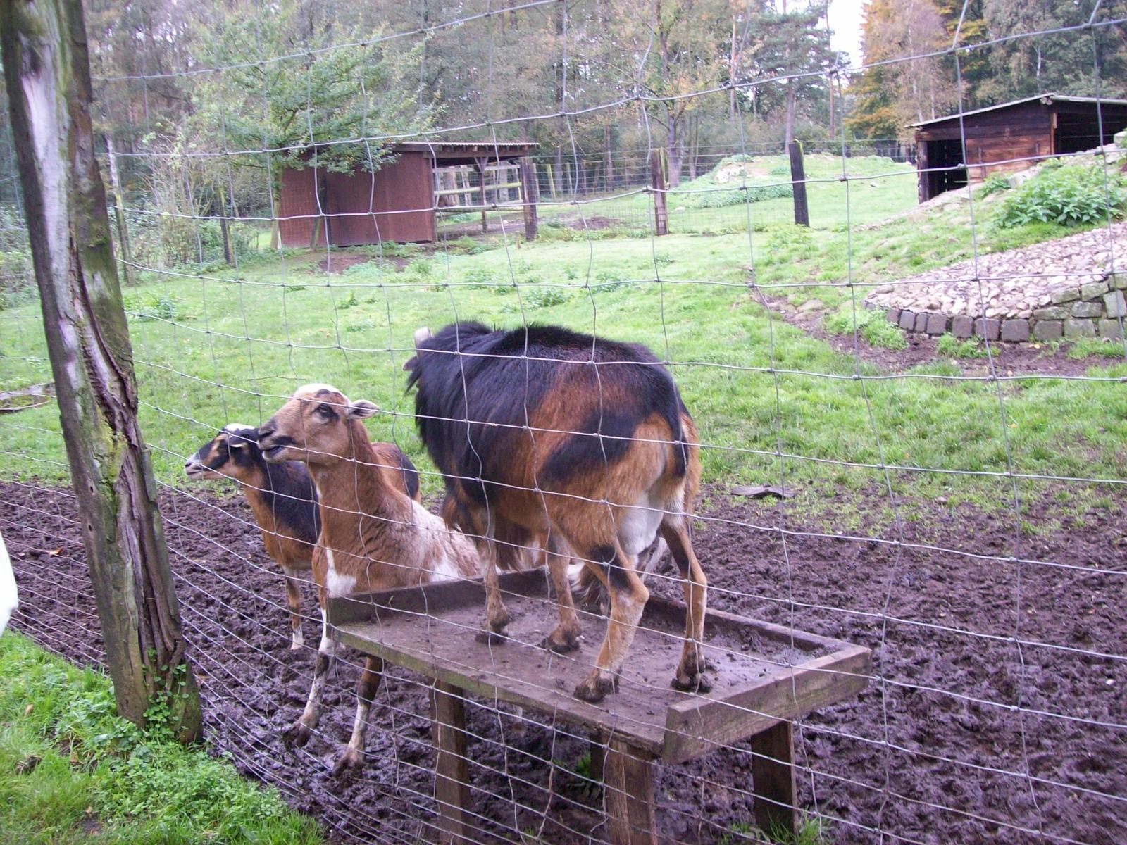 Frankenhof137.jpg