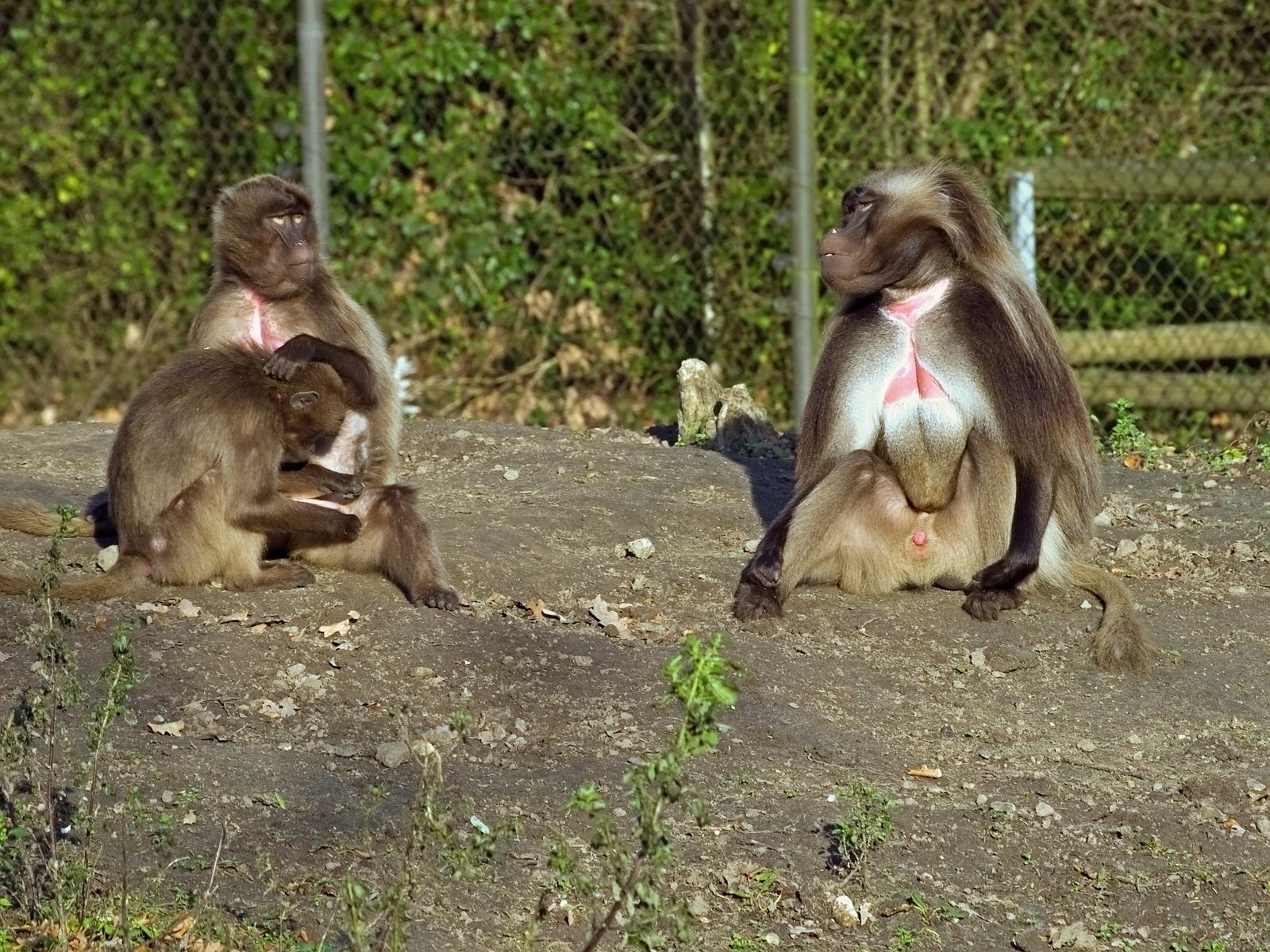 Tierpark_Rheine_02.jpg