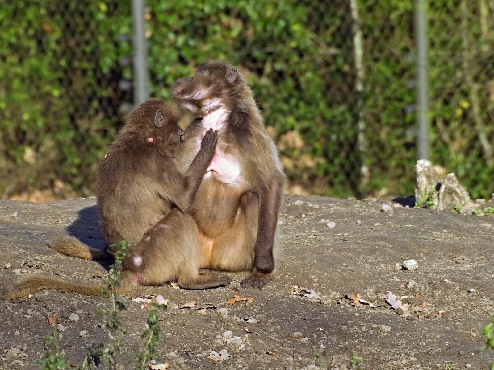 Tierpark_Rheine_03.jpg