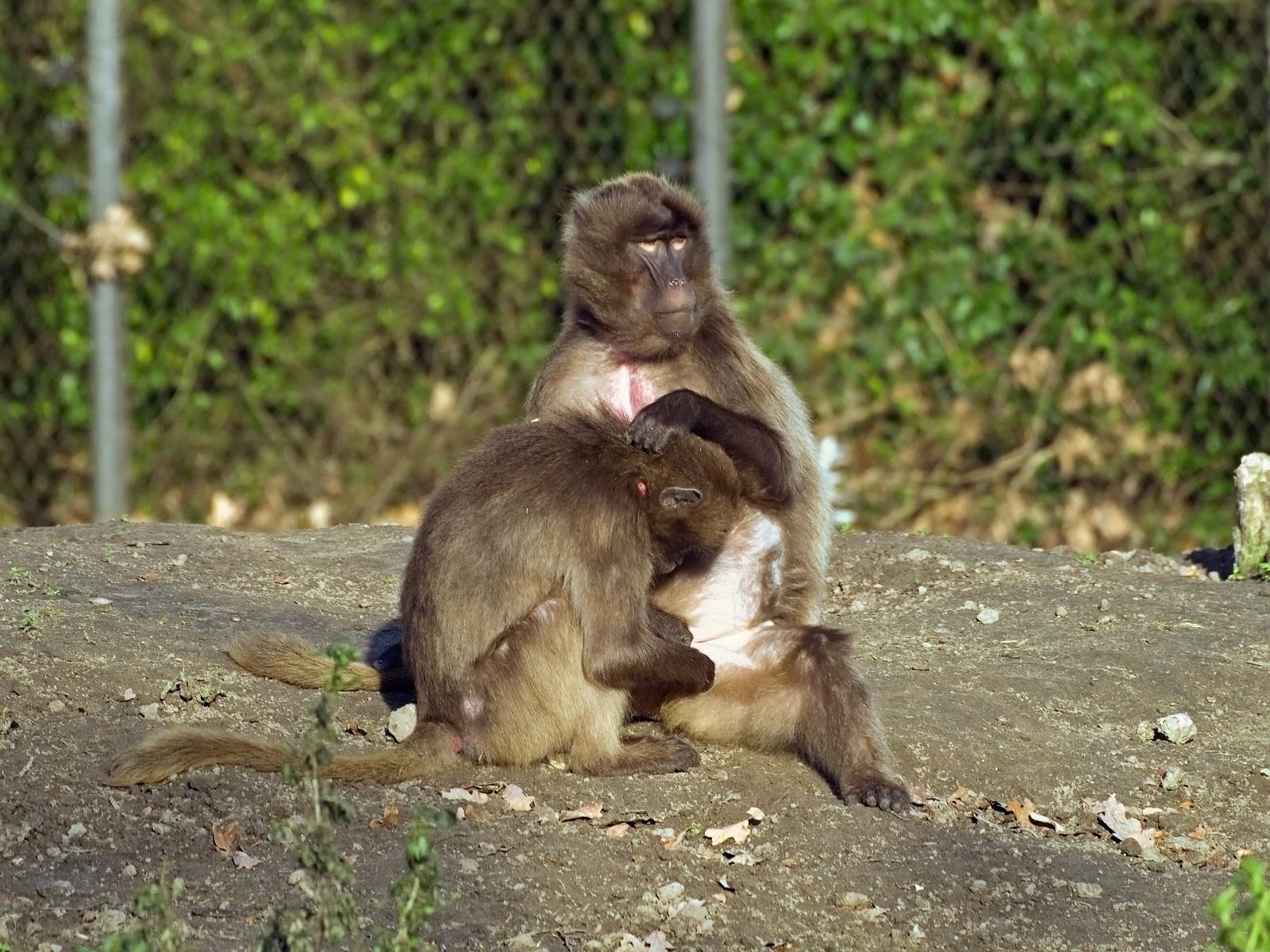 Tierpark_Rheine_04.jpg