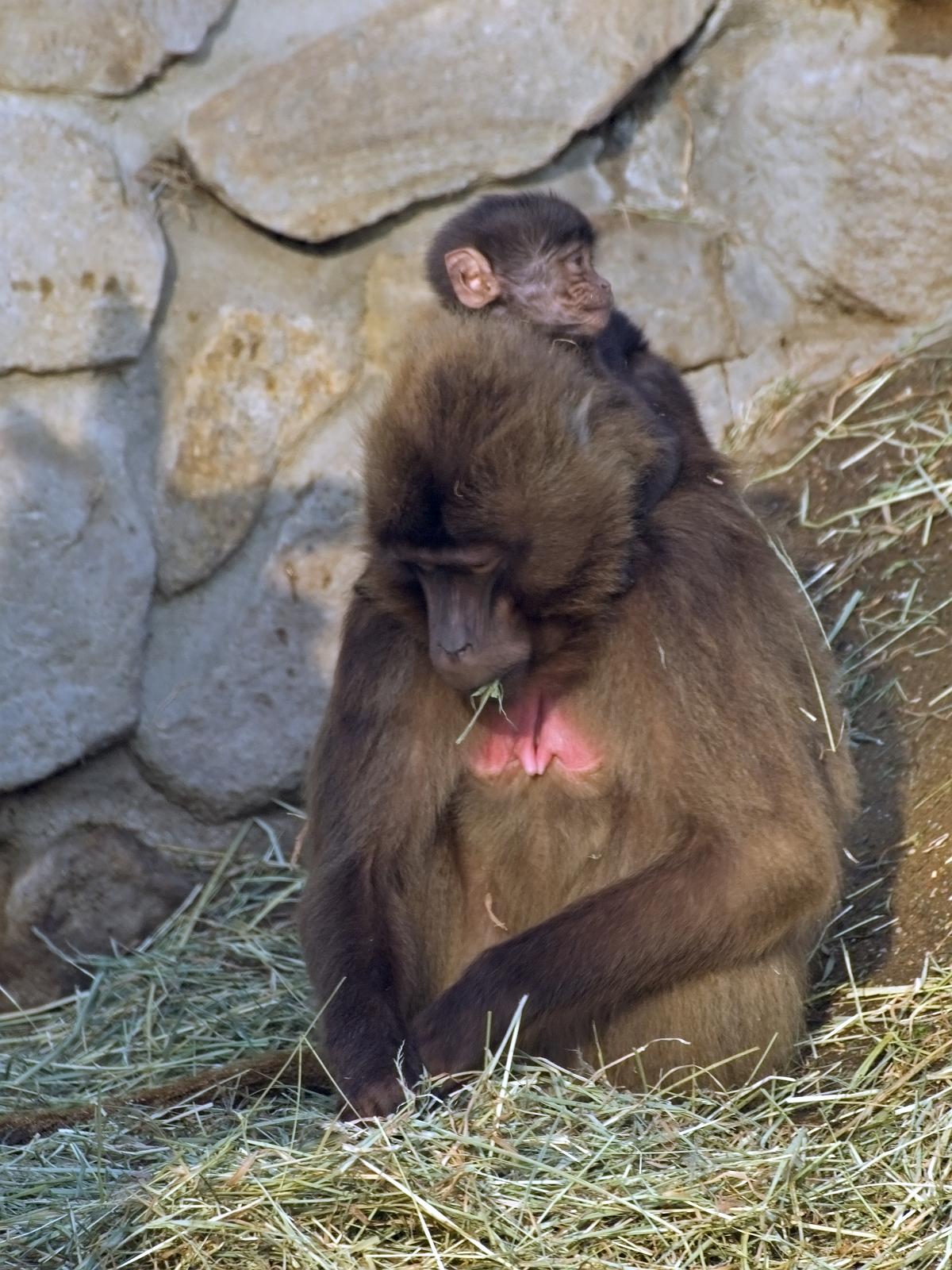 Tierpark_Rheine_10.jpg