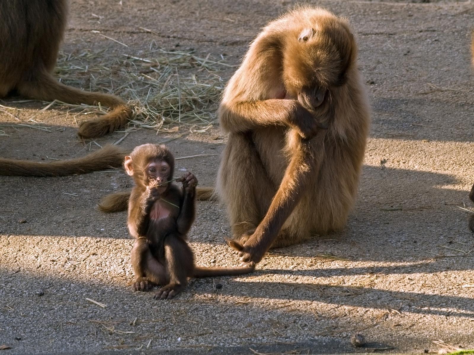 Tierpark_Rheine_12.jpg