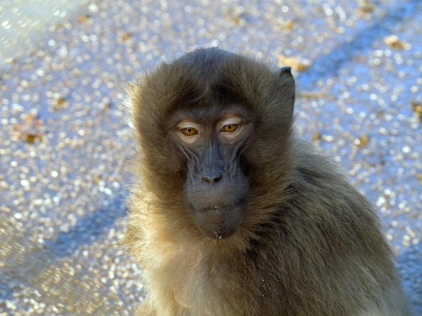 Tierpark_Rheine_14.jpg
