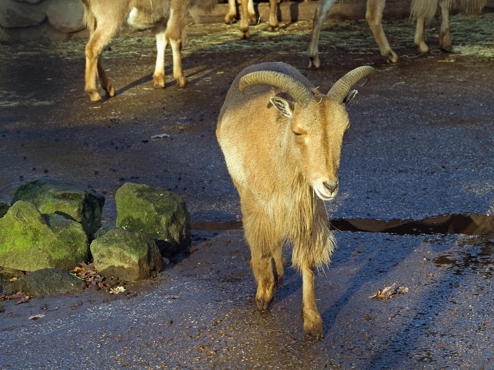 Tierpark_Rheine_15.jpg