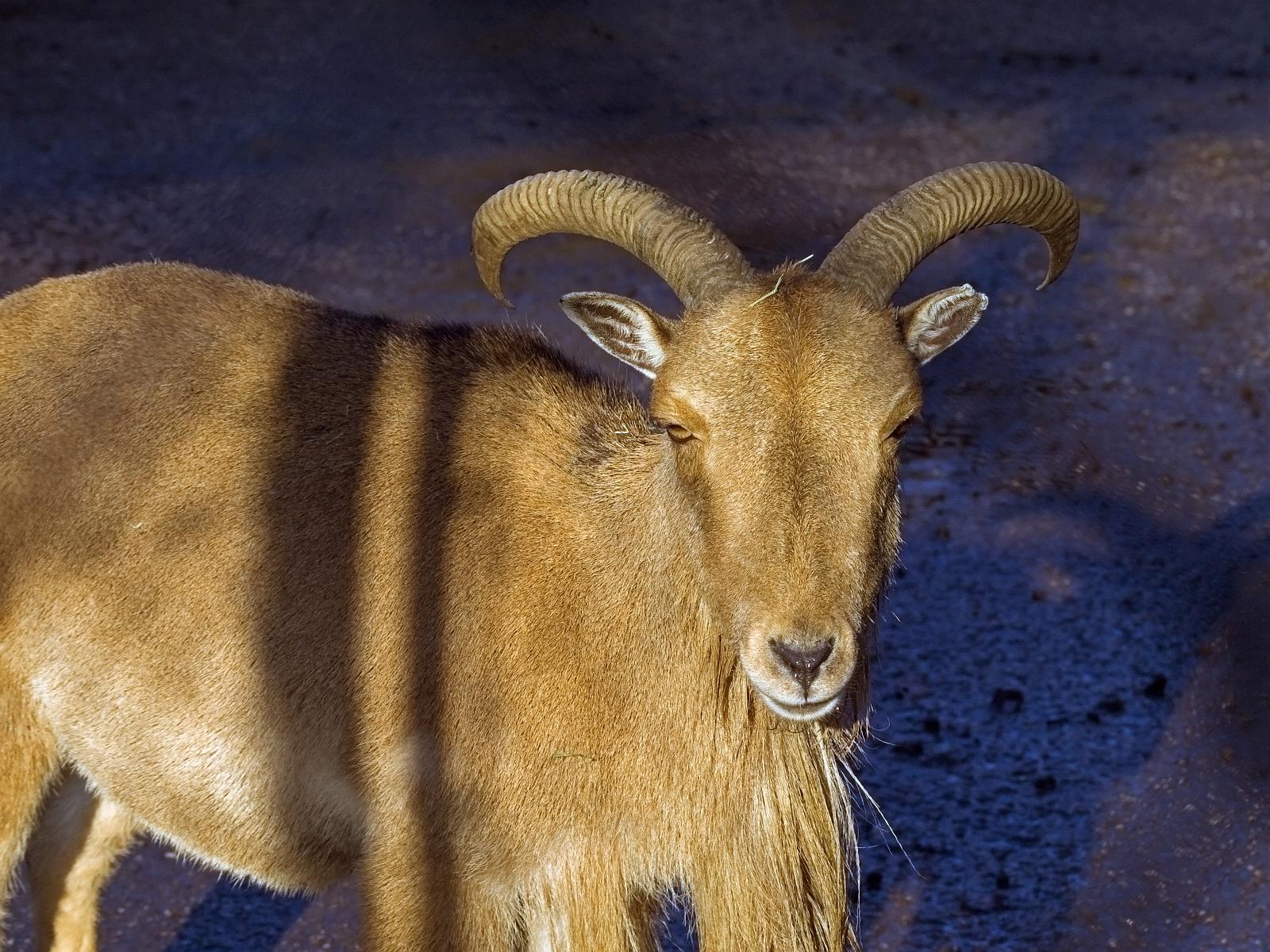 Tierpark_Rheine_16.jpg