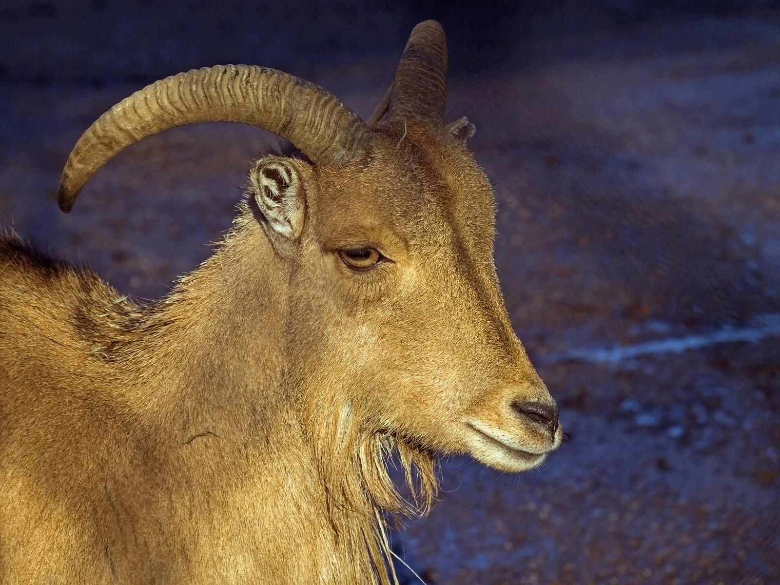Tierpark_Rheine_17.jpg