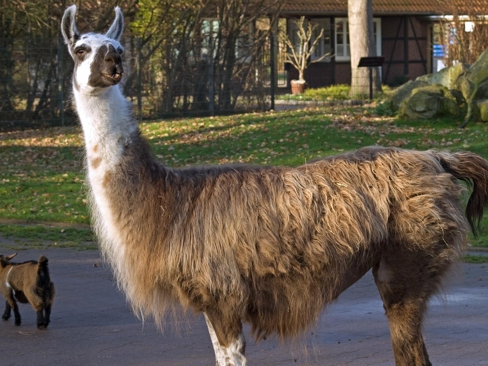 Tierpark_Rheine_28.jpg