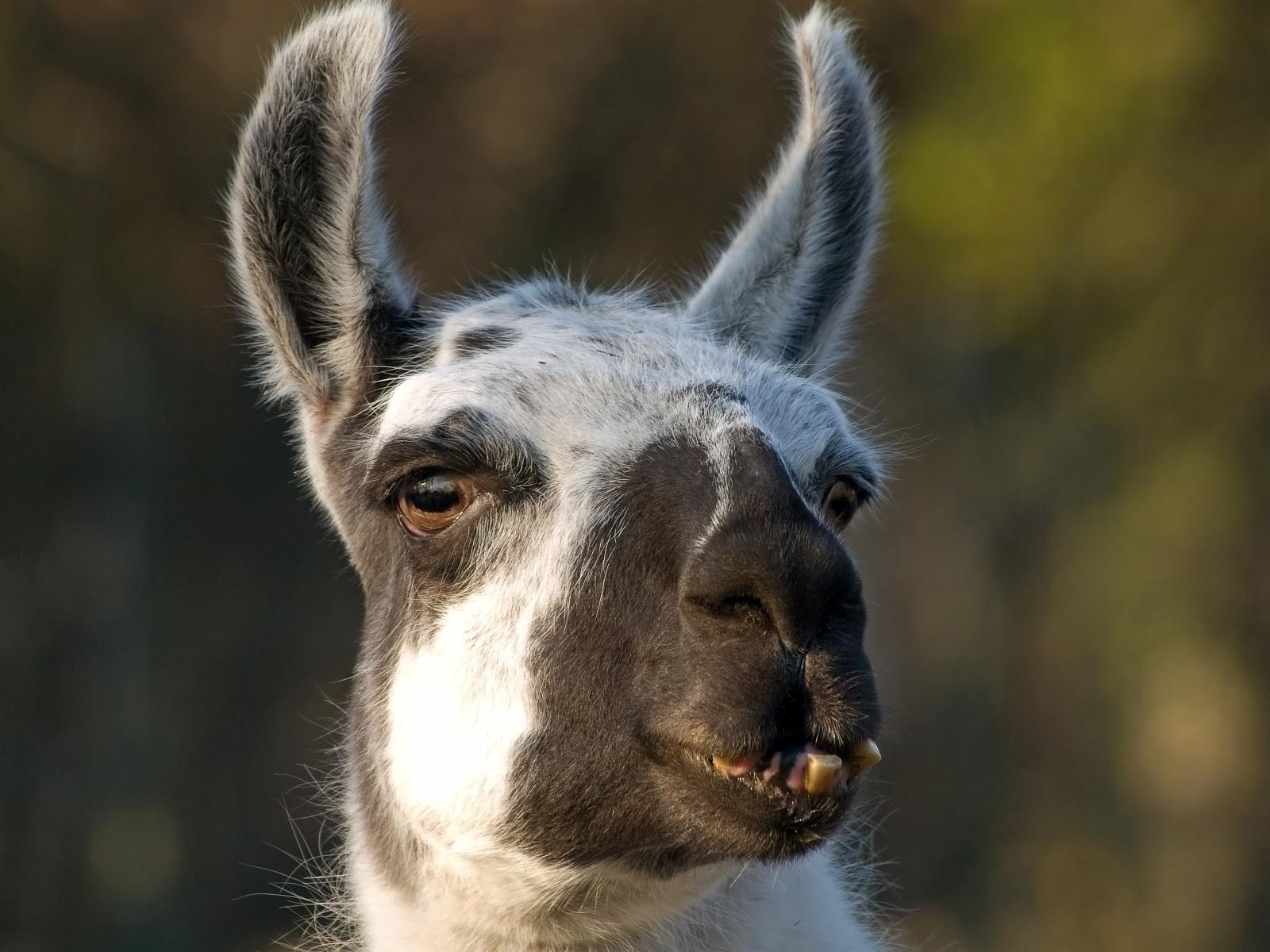 Tierpark_Rheine_29.jpg