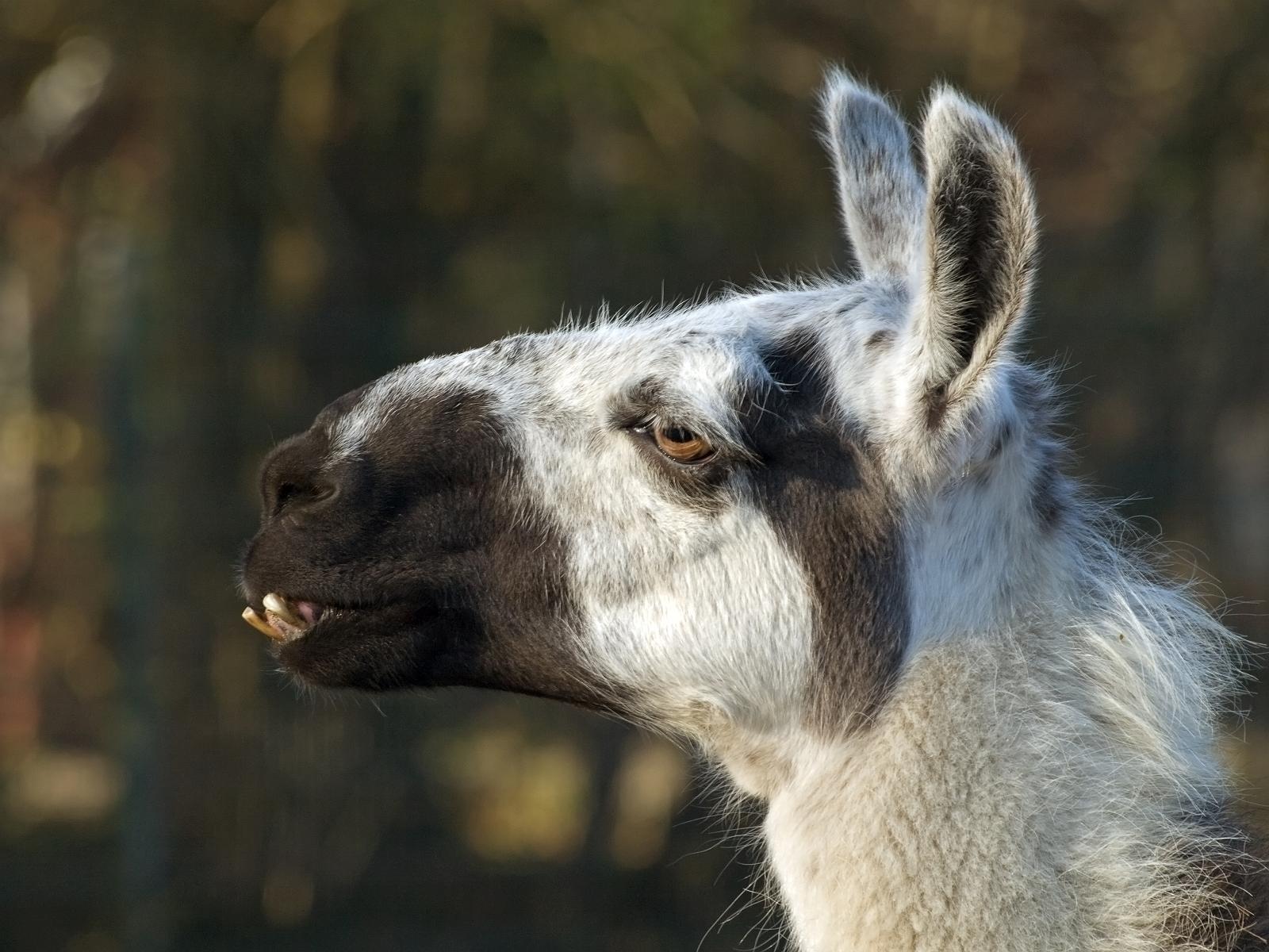 Tierpark_Rheine_30.jpg