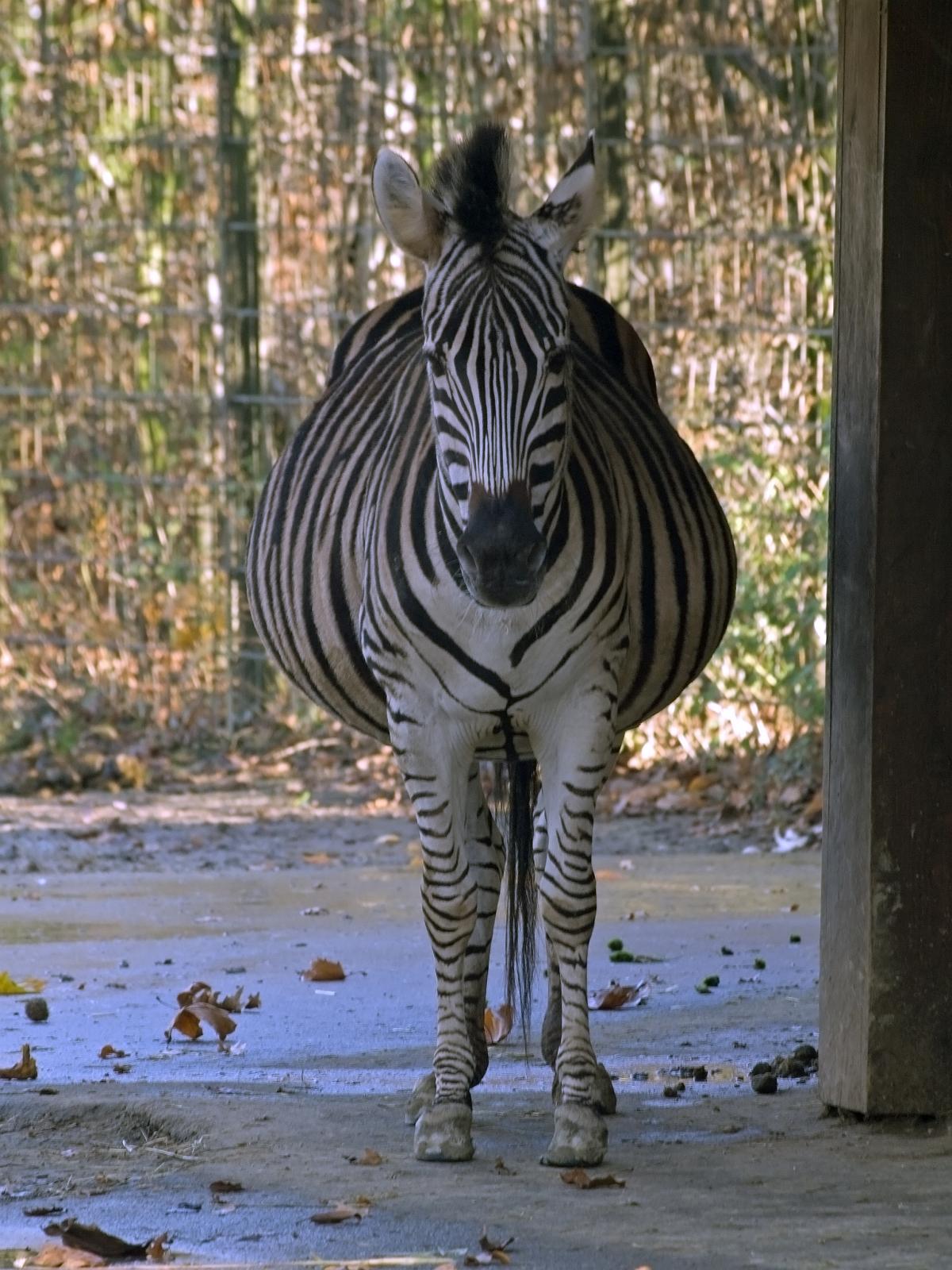 Tierpark_Rheine_35.jpg