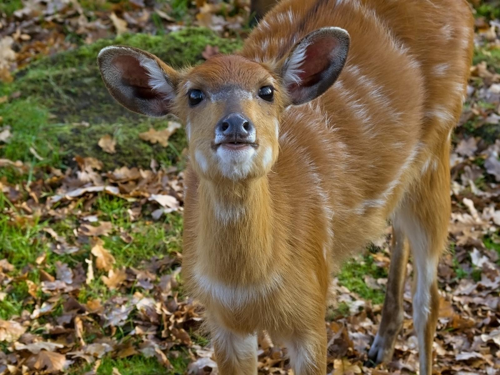 Tierpark_Rheine_36.jpg