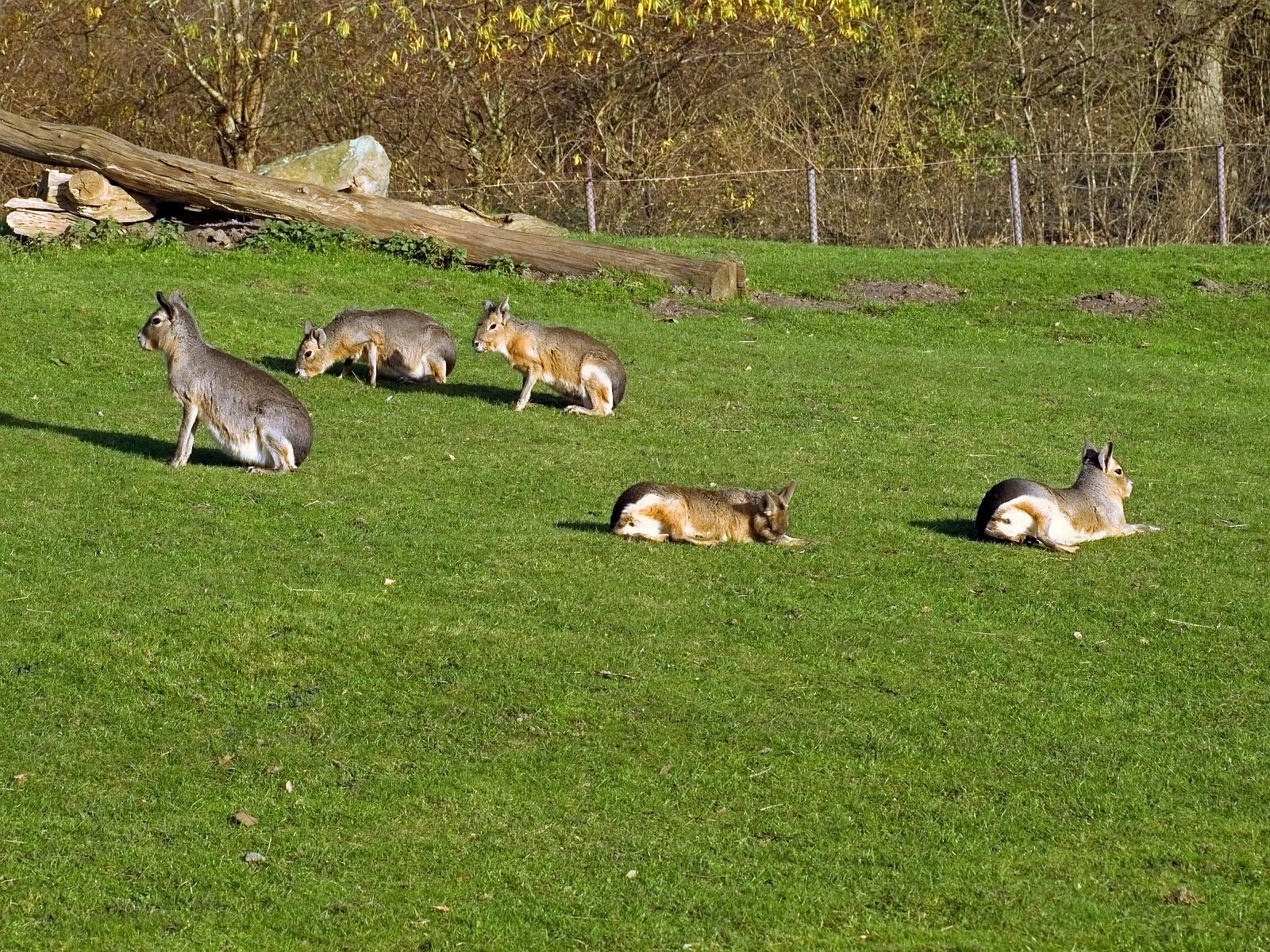 Tierpark_Rheine_38.jpg