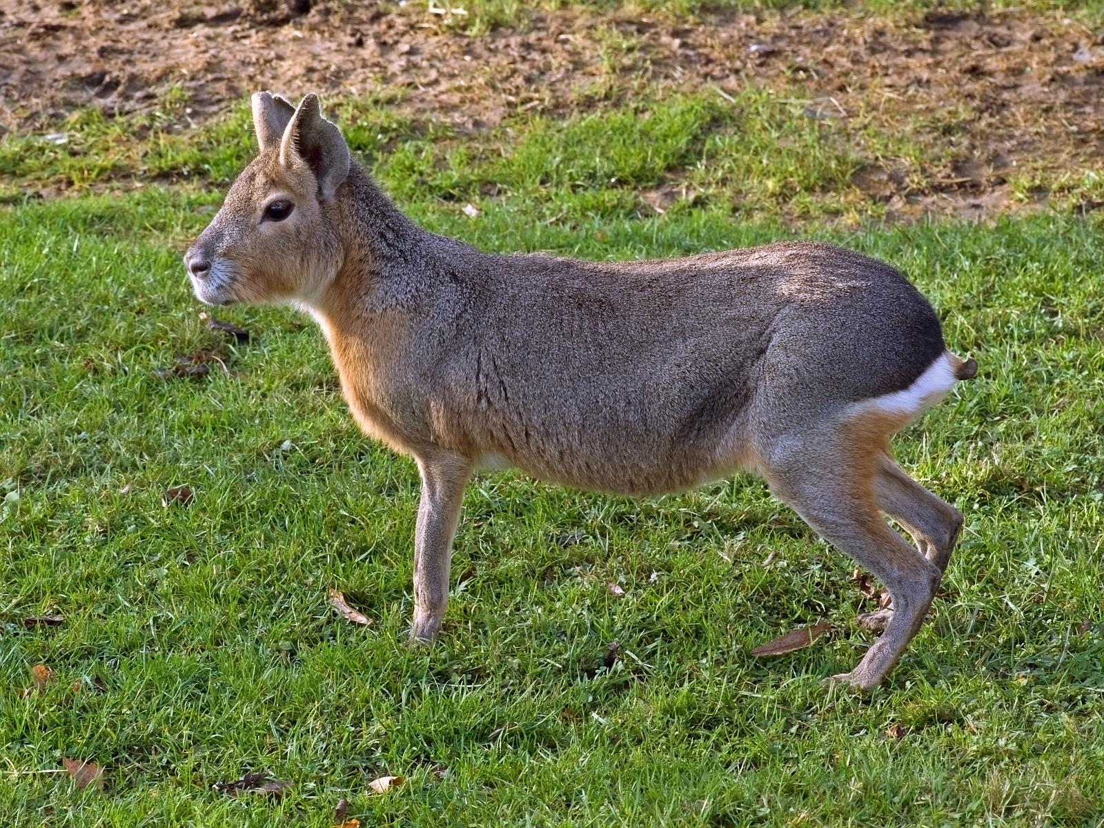 Tierpark_Rheine_39.jpg