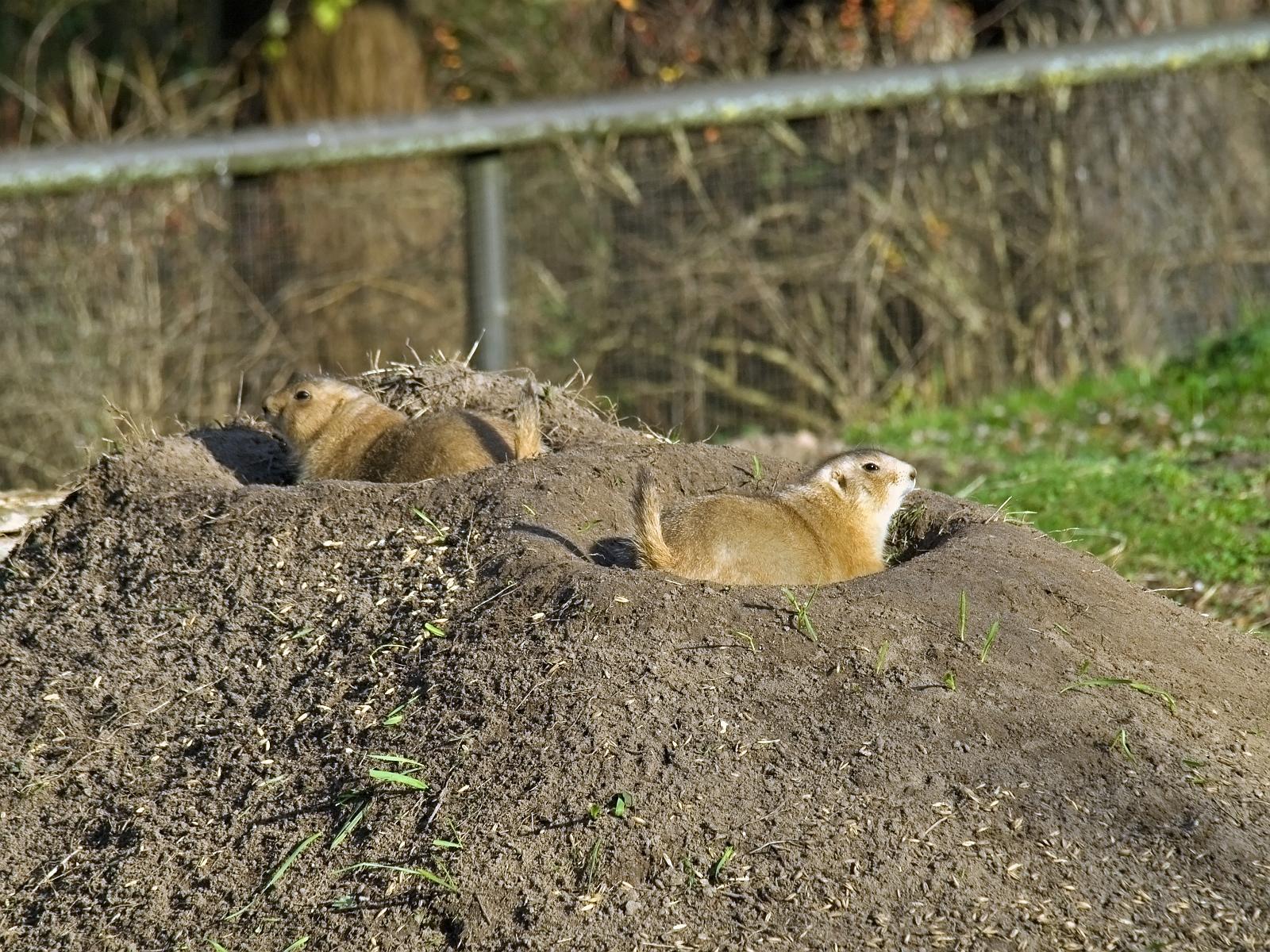 Tierpark_Rheine_40.jpg