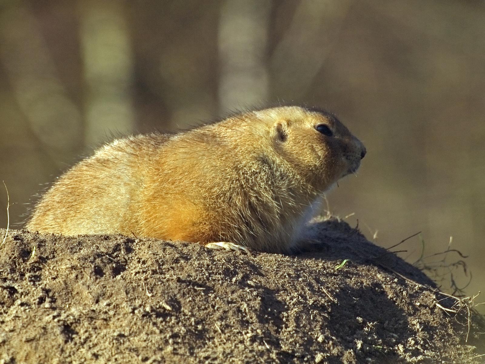 Tierpark_Rheine_42.jpg