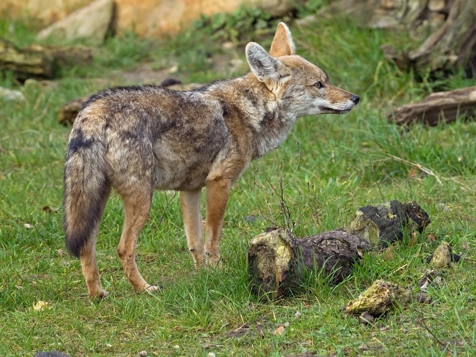 Tierpark_Rheine_53.jpg