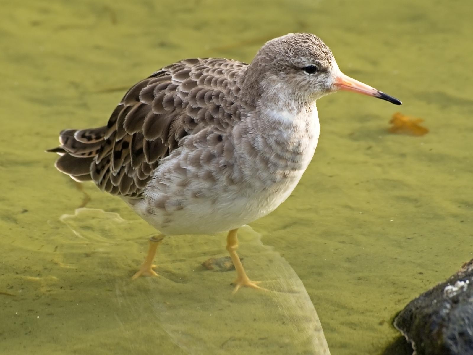 Tierpark_Rheine_58.jpg