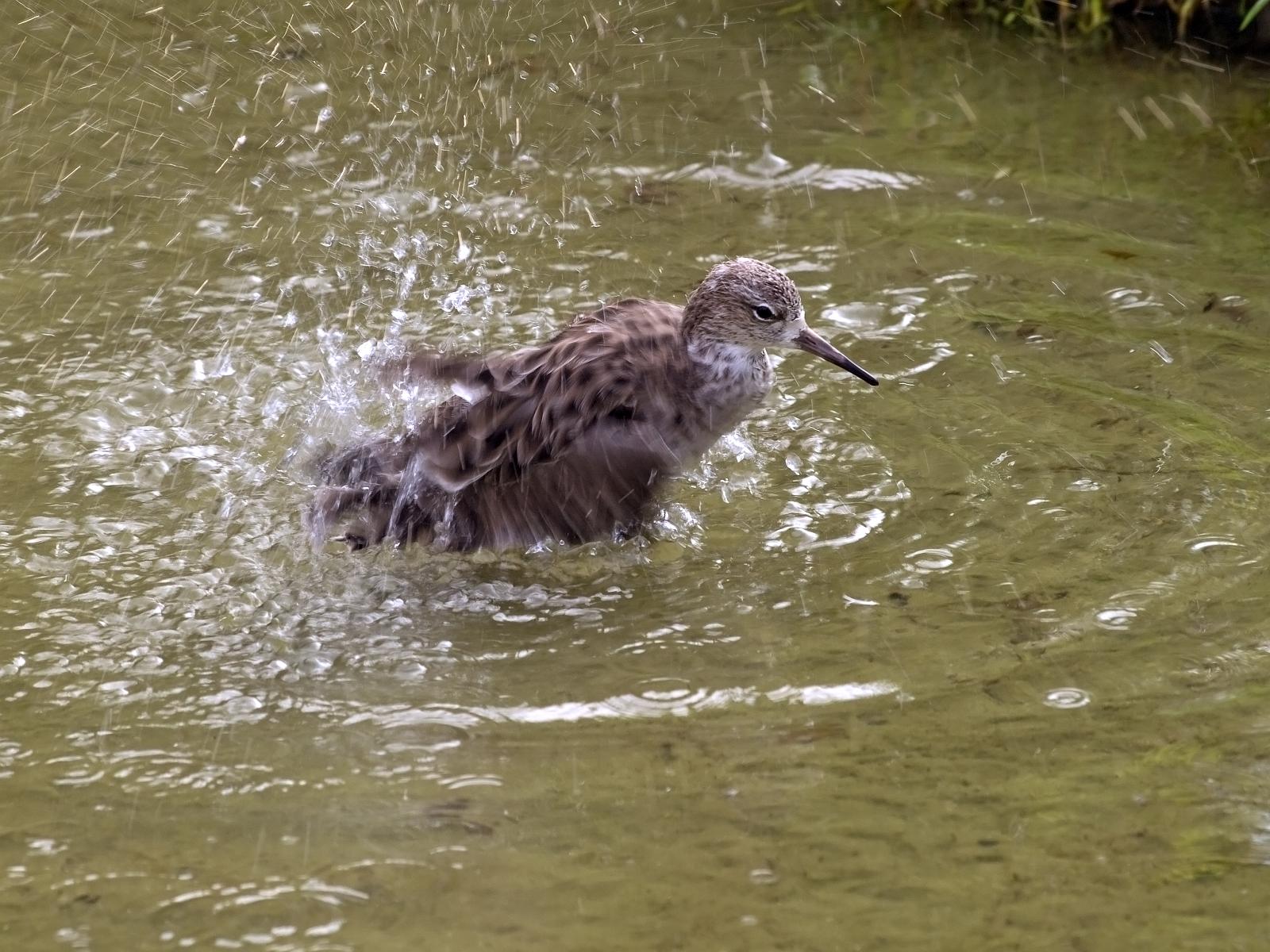 Tierpark_Rheine_59.jpg