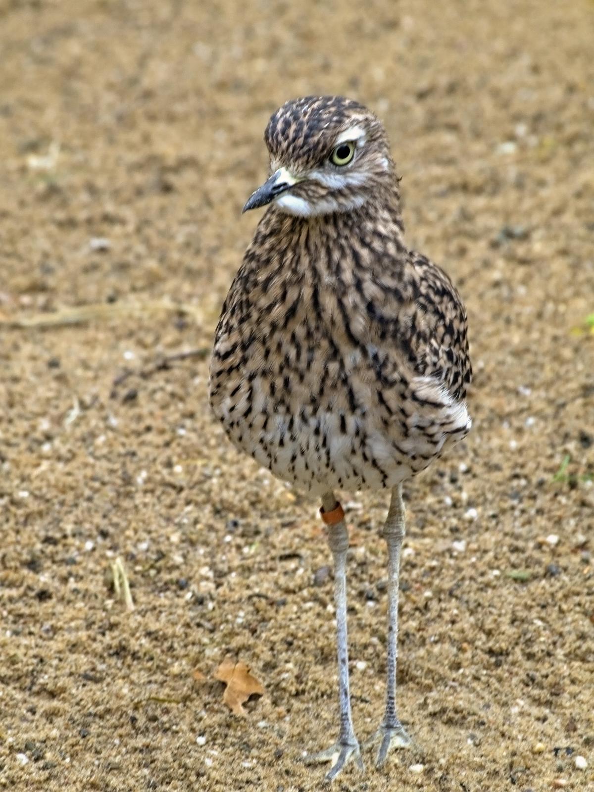 Tierpark_Rheine_60.jpg