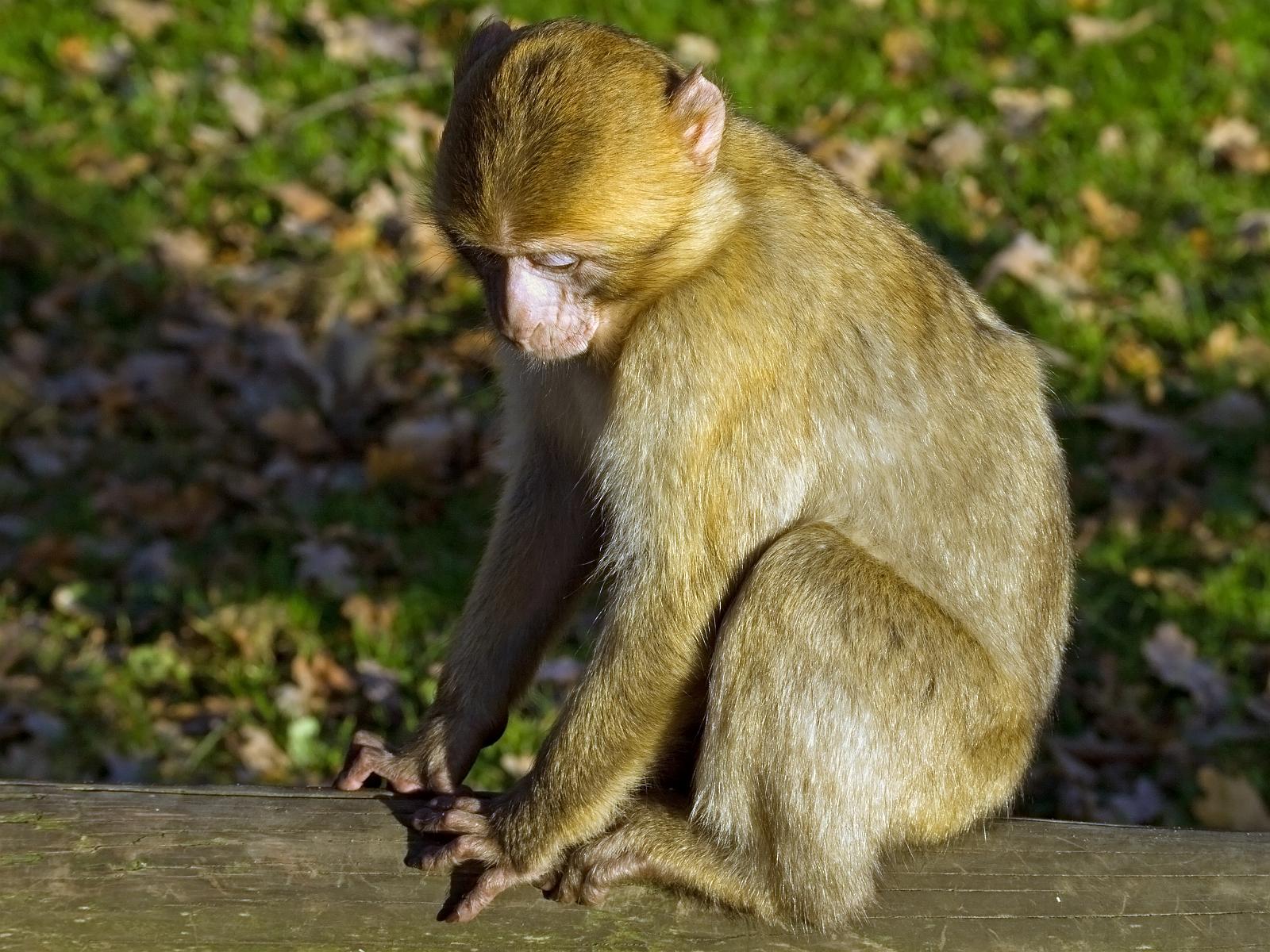 Tierpark_Rheine_66.jpg