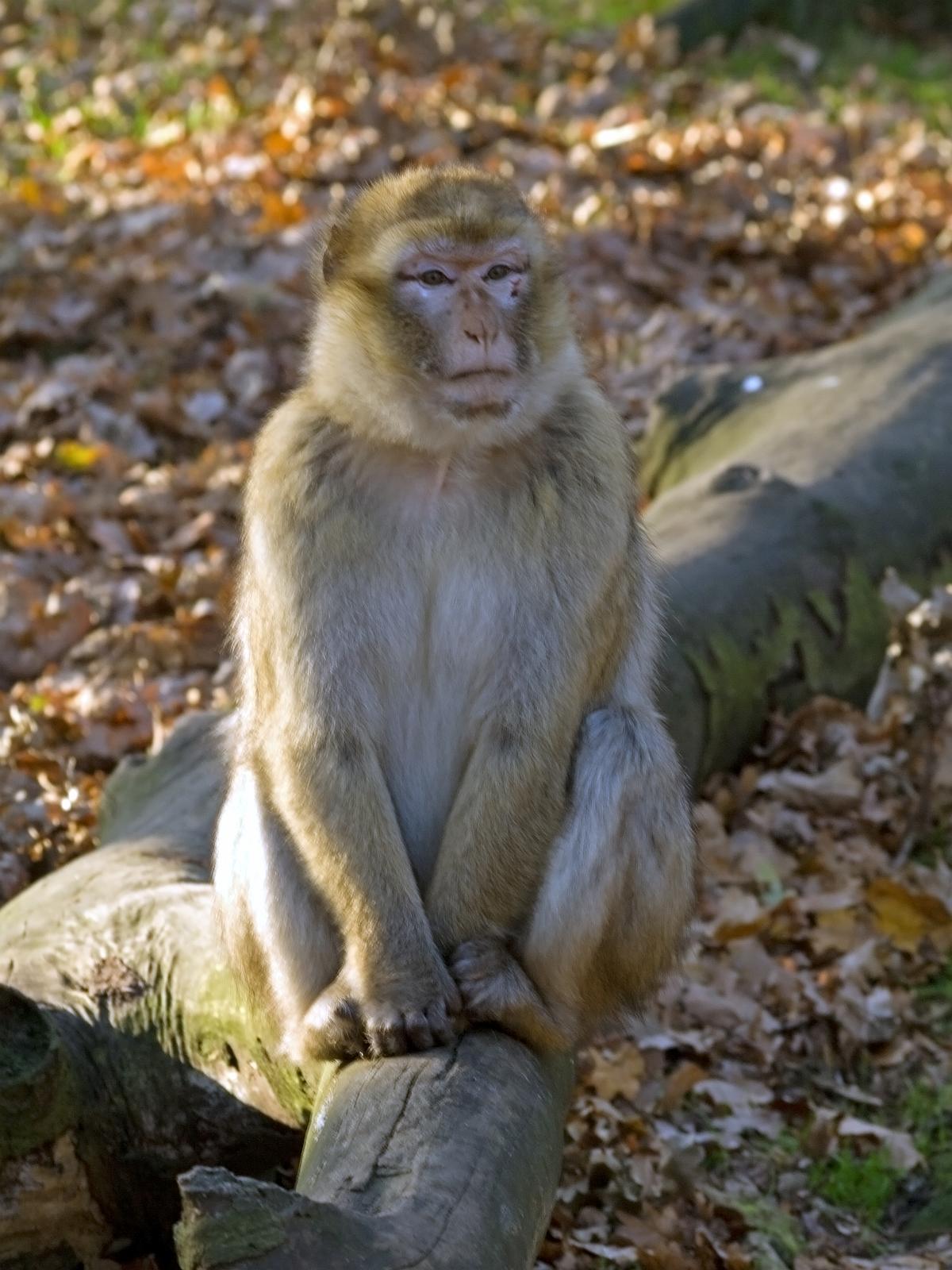 Tierpark_Rheine_70.jpg