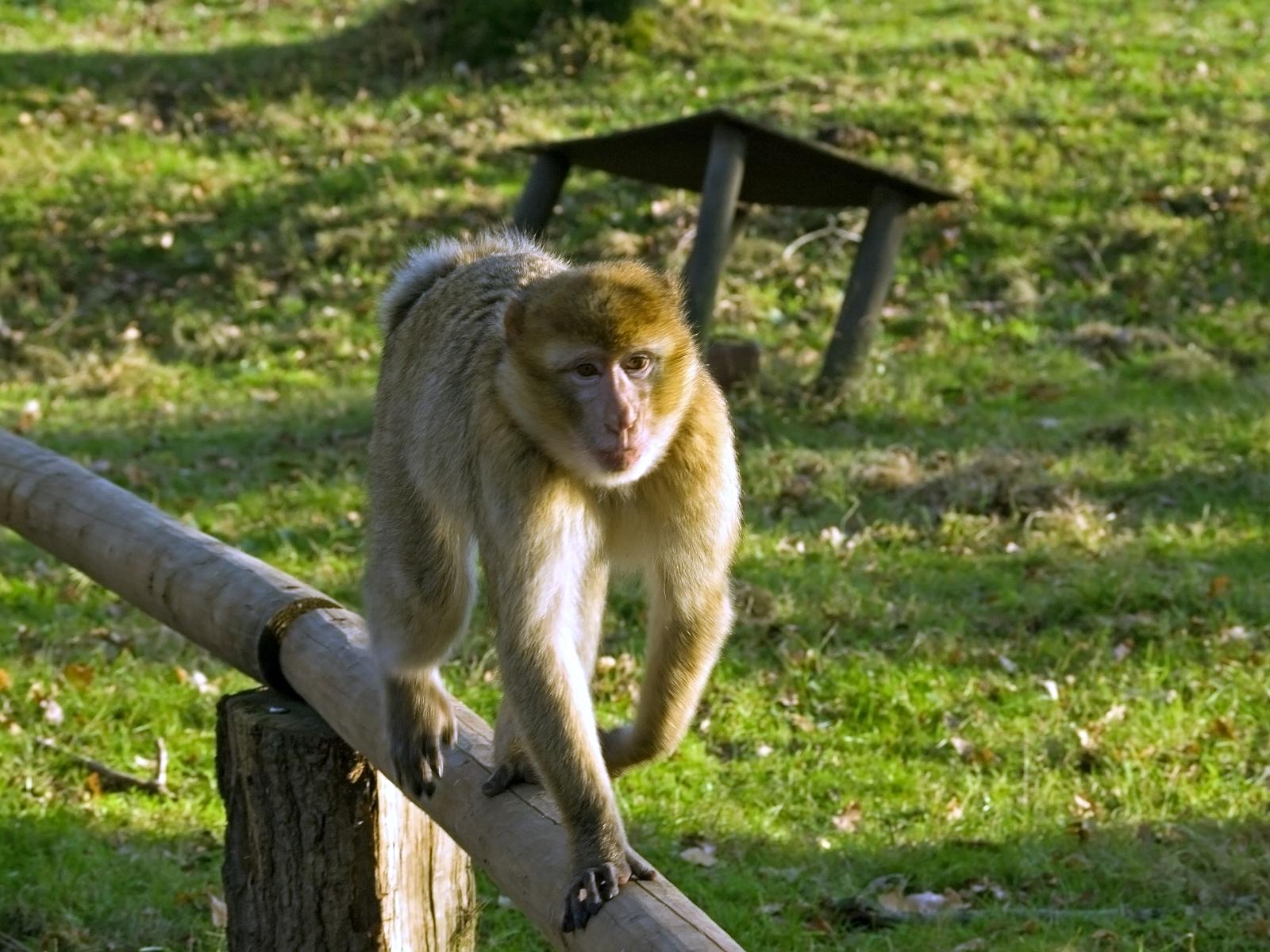 Tierpark_Rheine_71.jpg