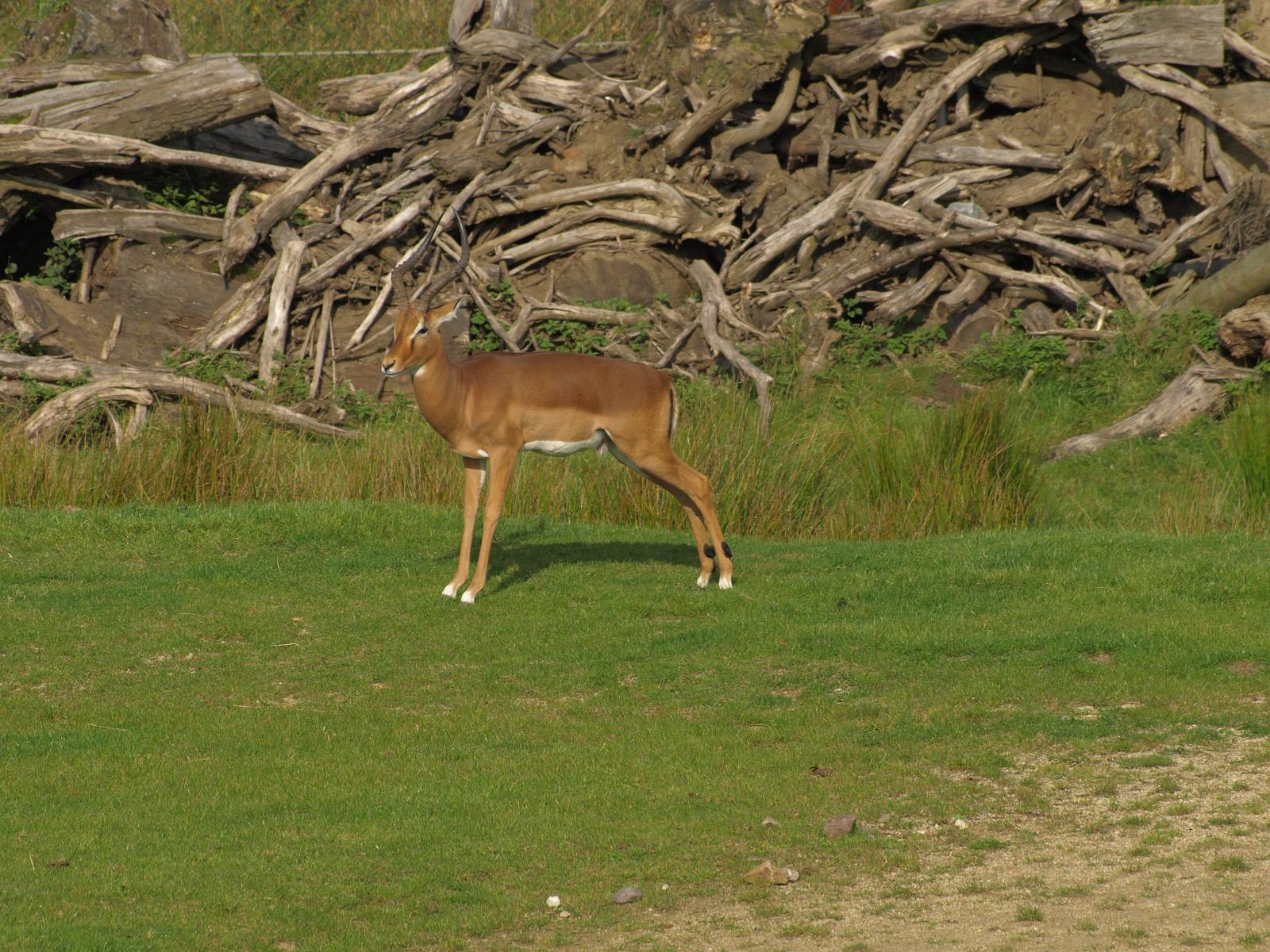PA184332.jpg