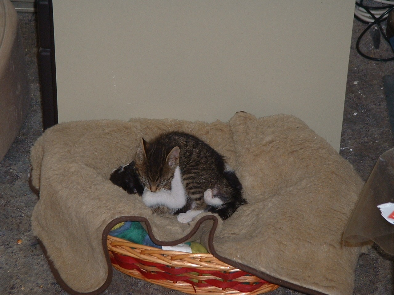 TomundJerry002.jpg