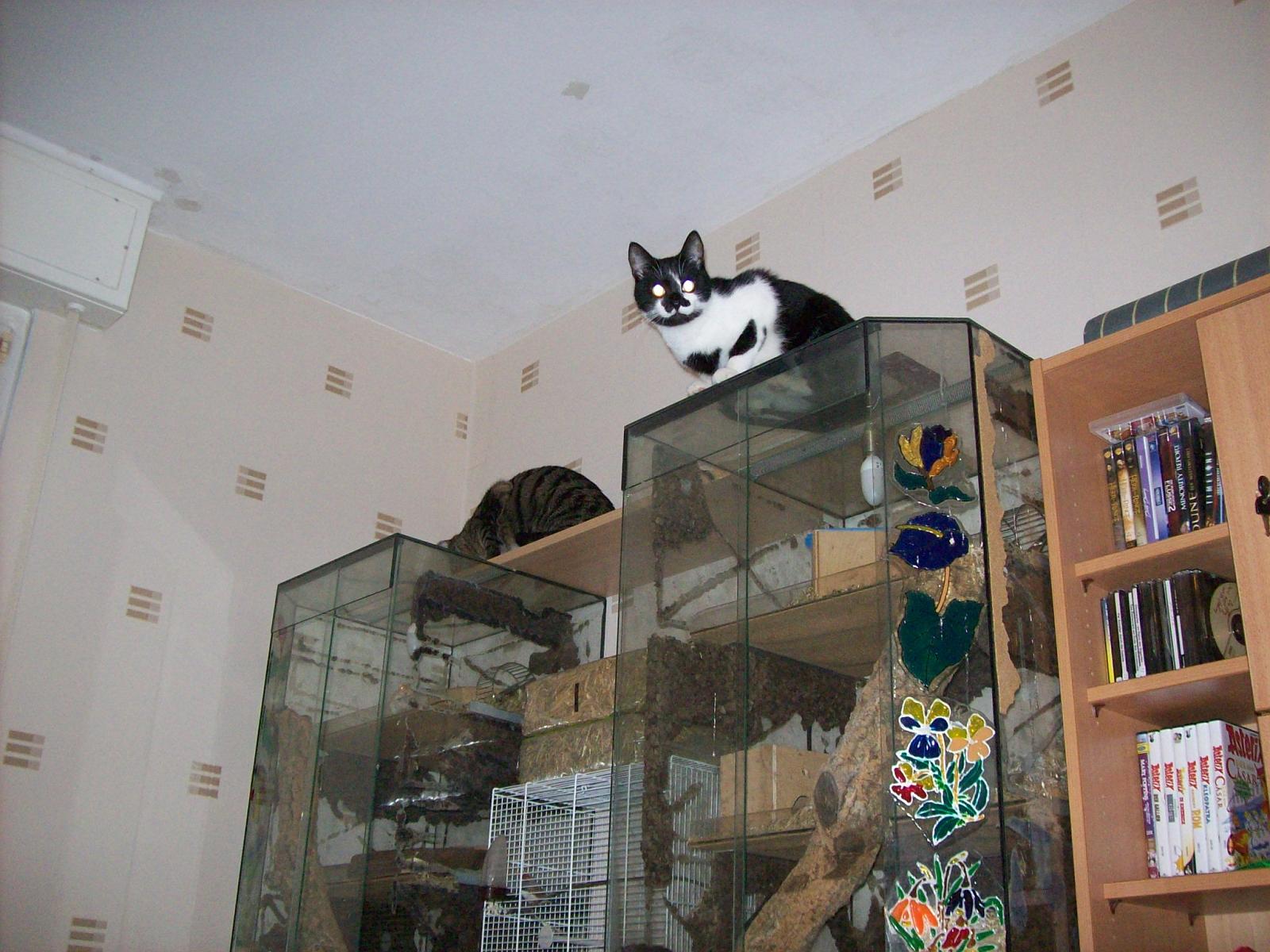 TomundJerry029.jpg