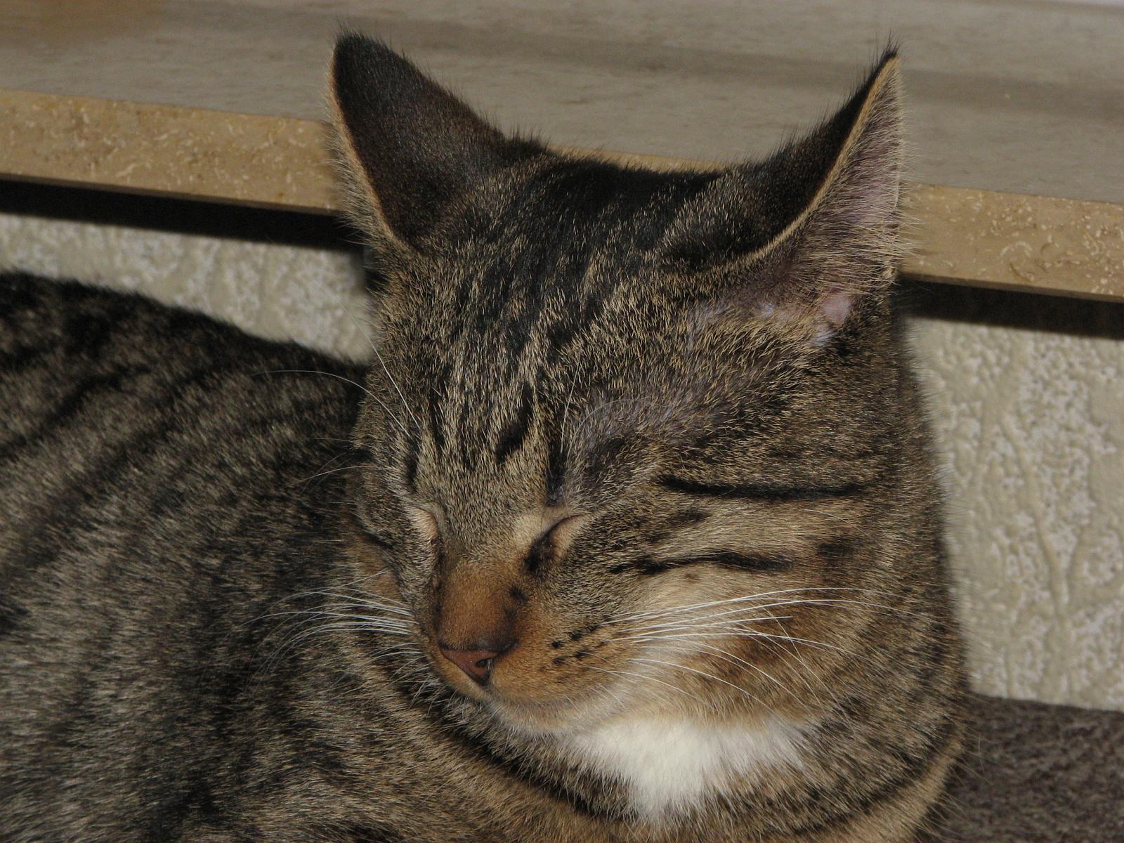 TomundJerry053.JPG