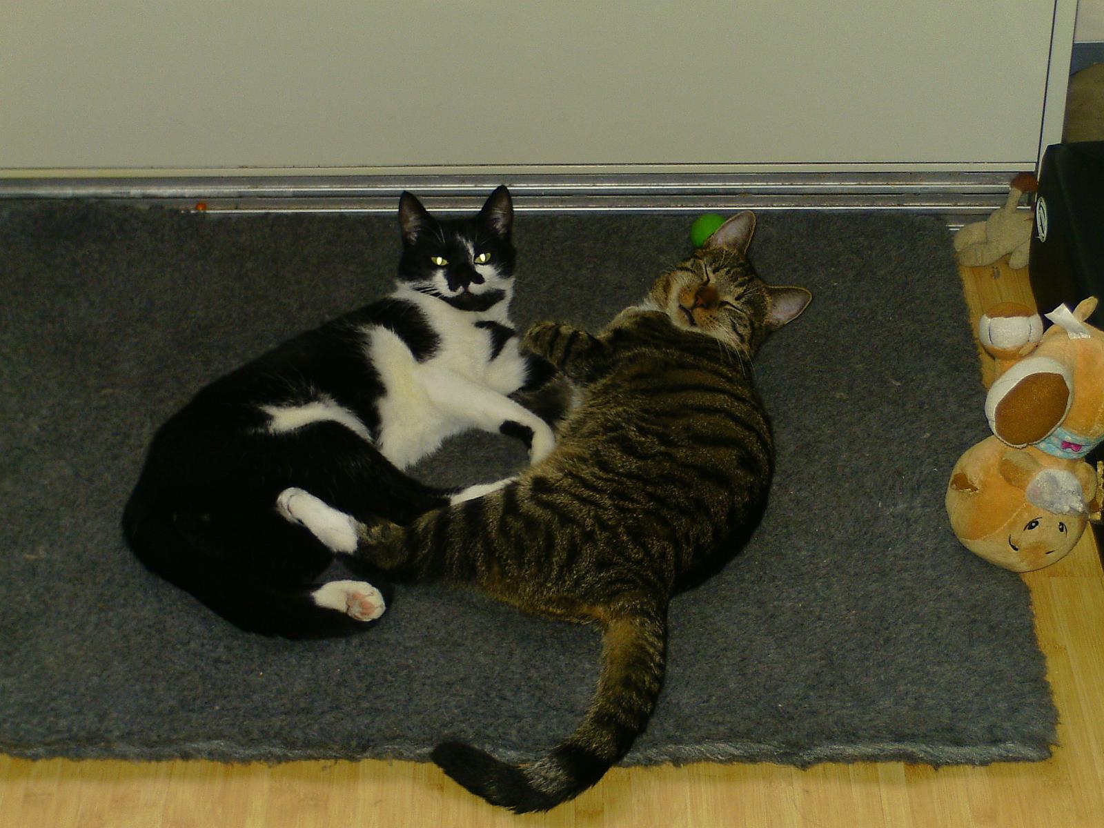 TomundJerry077.jpg