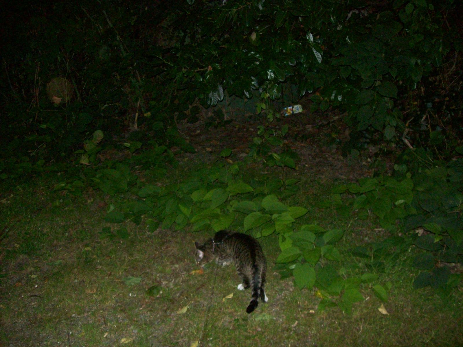 TomundJerry091.jpg