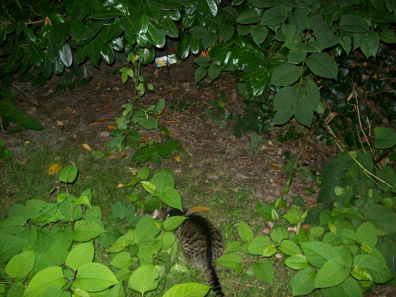 TomundJerry092.jpg
