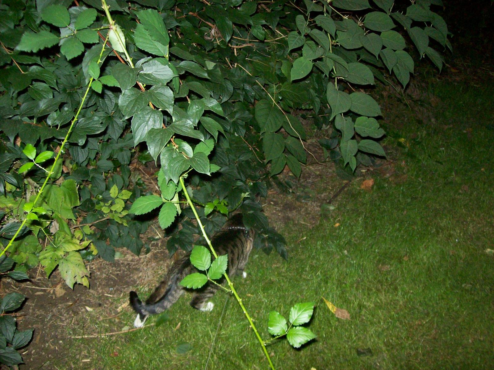 TomundJerry094.jpg